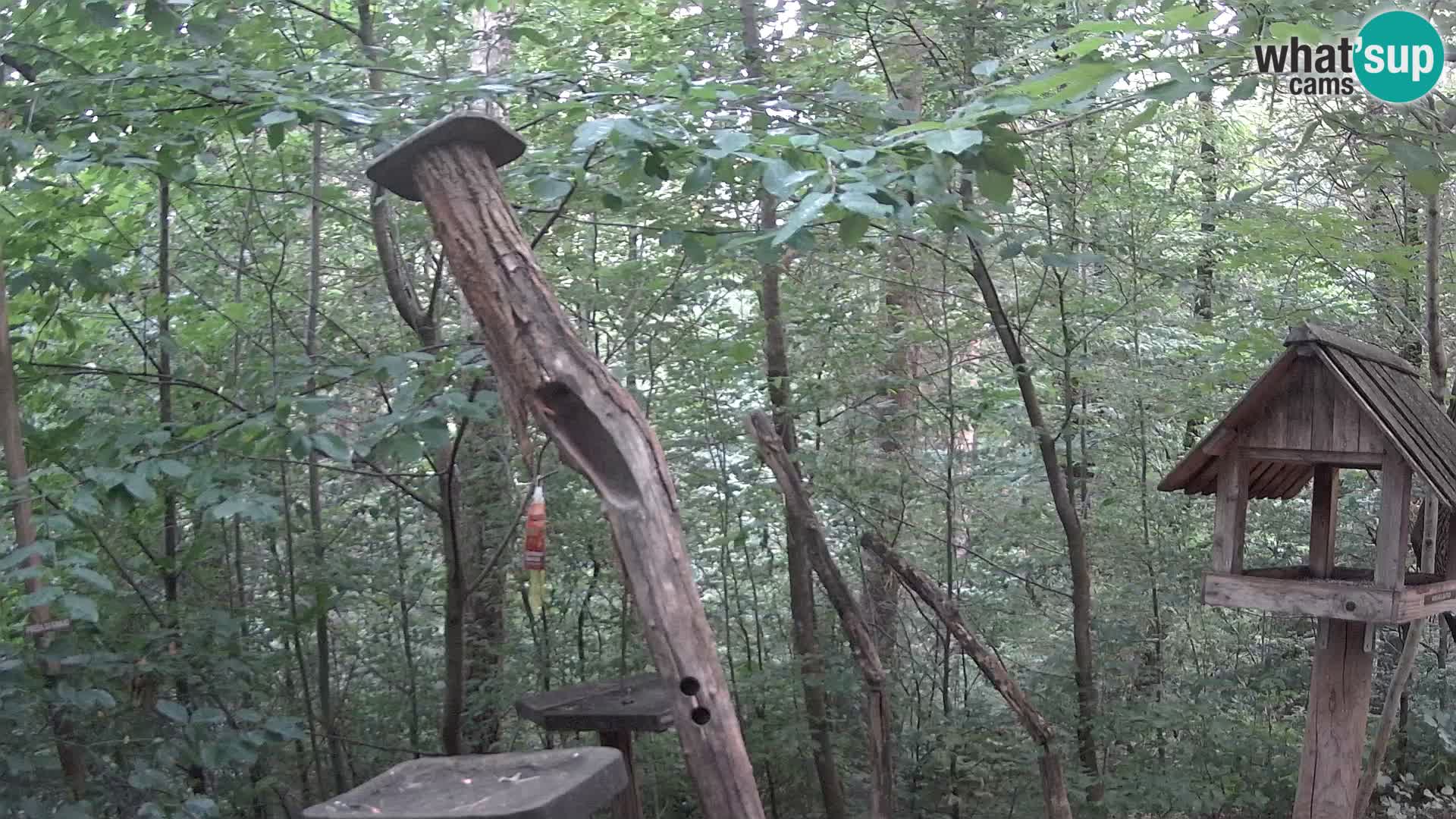 Comederos para pájaros en ZOO Ljubljana camera en vivo