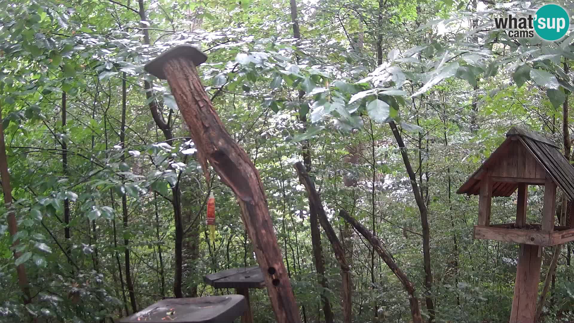 Comederos para pájaros en ZOO Ljubljana camera en vivo