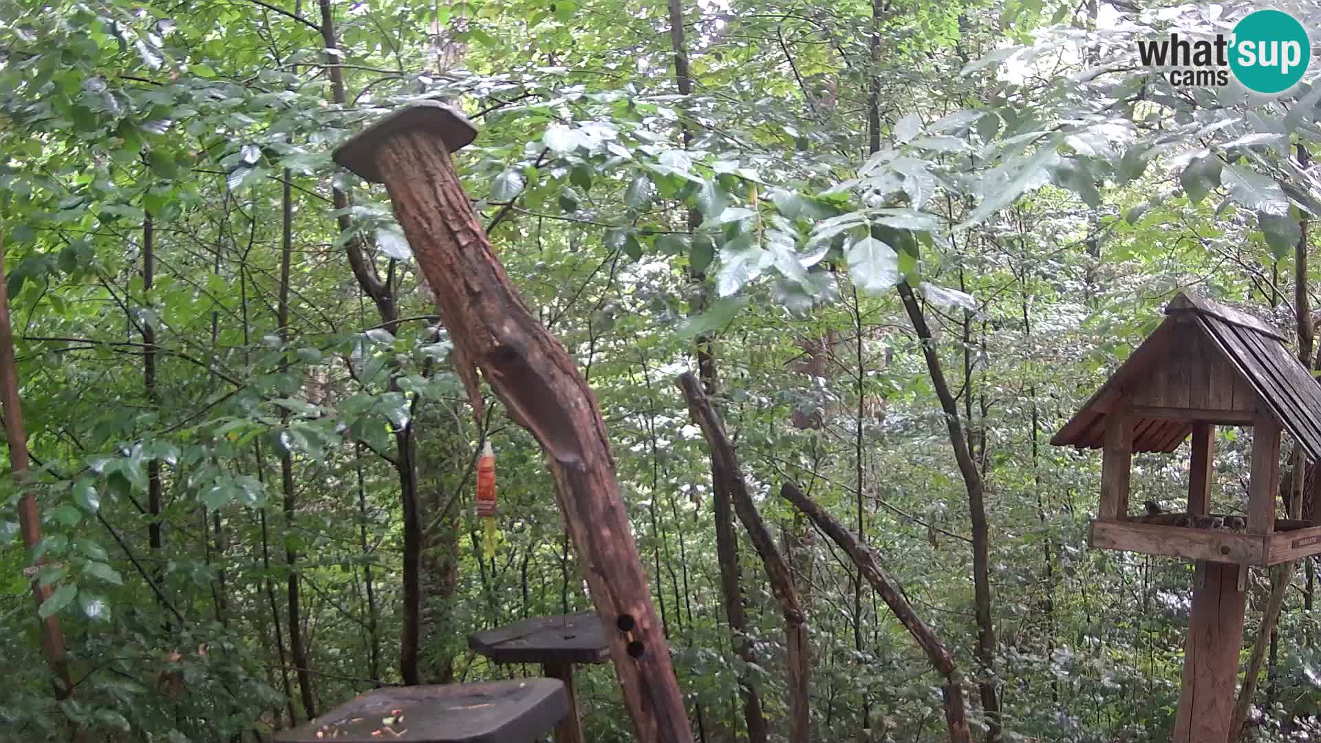 Vogelfutterhäuschen im ZOO webcam Ljubljana