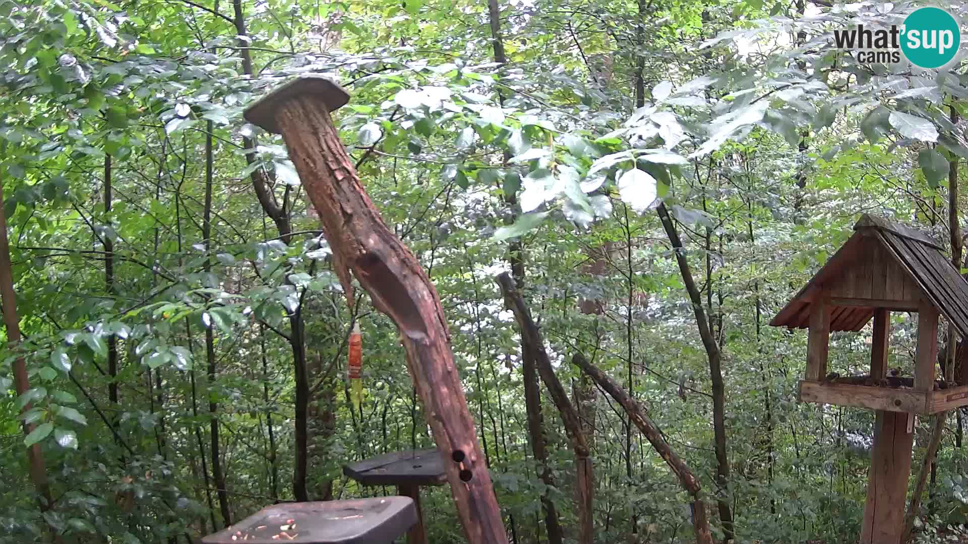 Mangeoires pour oiseaux au ZOO live webcam Ljubljana