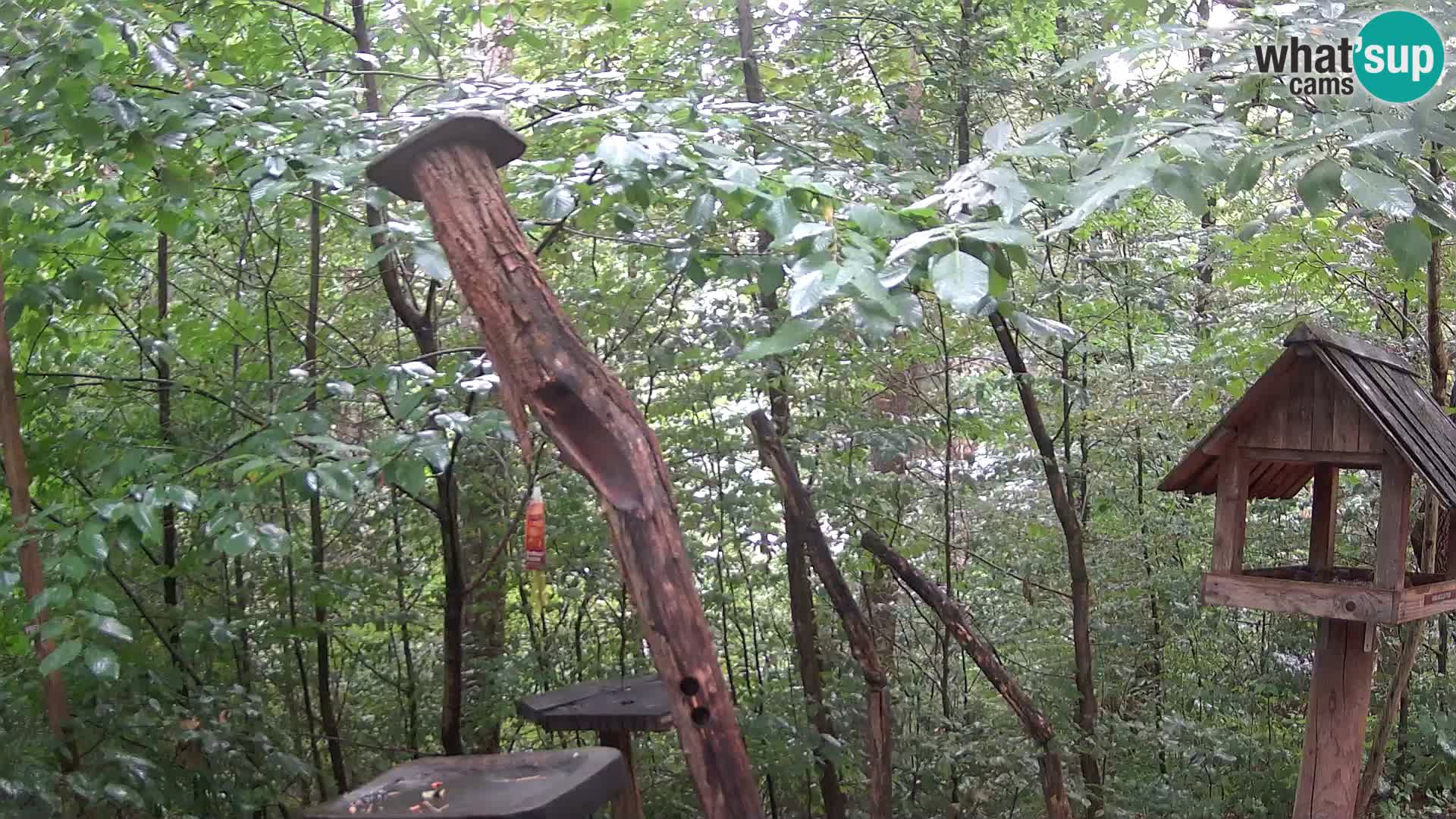 Mangeoires pour oiseaux au ZOO live webcam Ljubljana