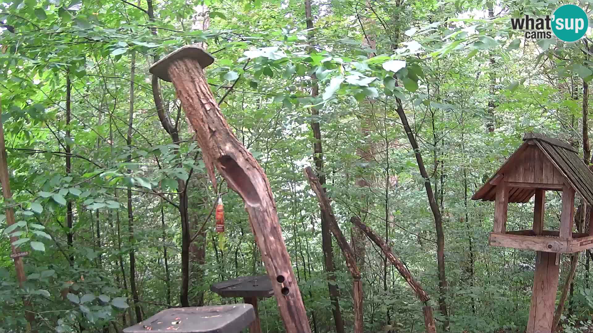 Bird feeders at ZOO Ljubljana webcam