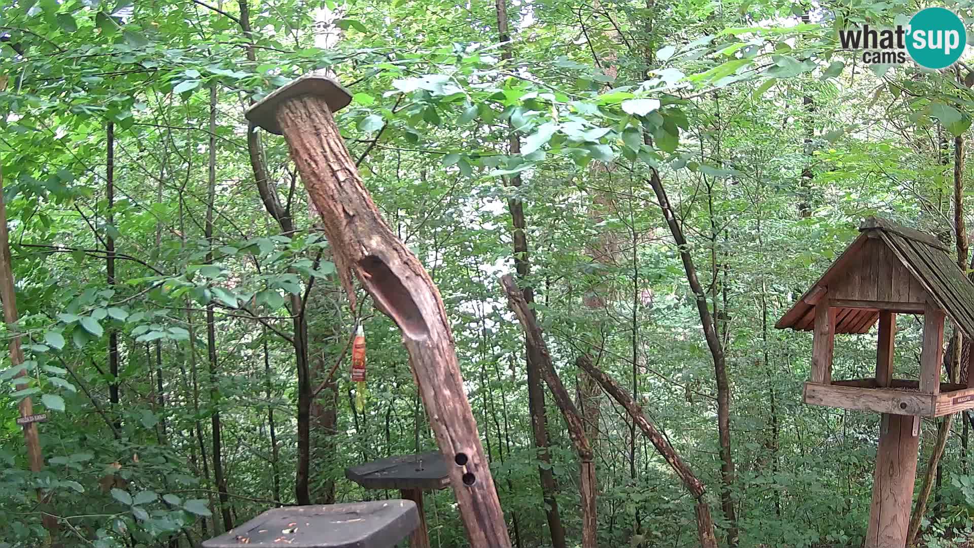 Bird feeders at ZOO Ljubljana webcam