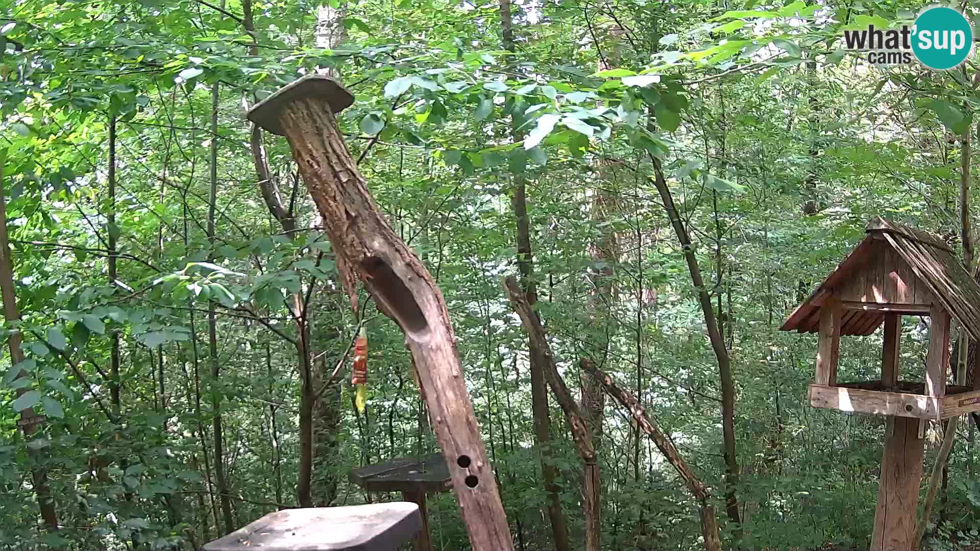 Bird feeders at ZOO Ljubljana webcam