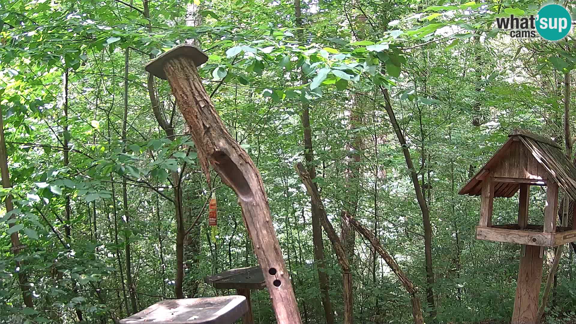 Vogelfutterhäuschen im ZOO webcam Ljubljana