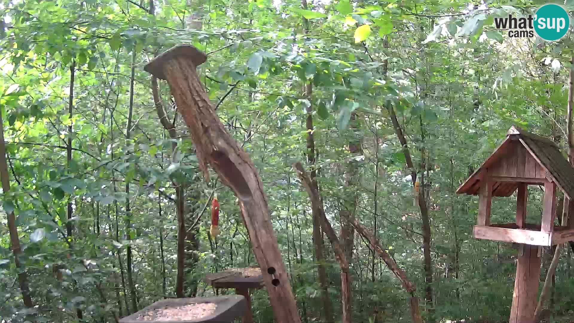 Vogelfutterhäuschen im ZOO webcam Ljubljana