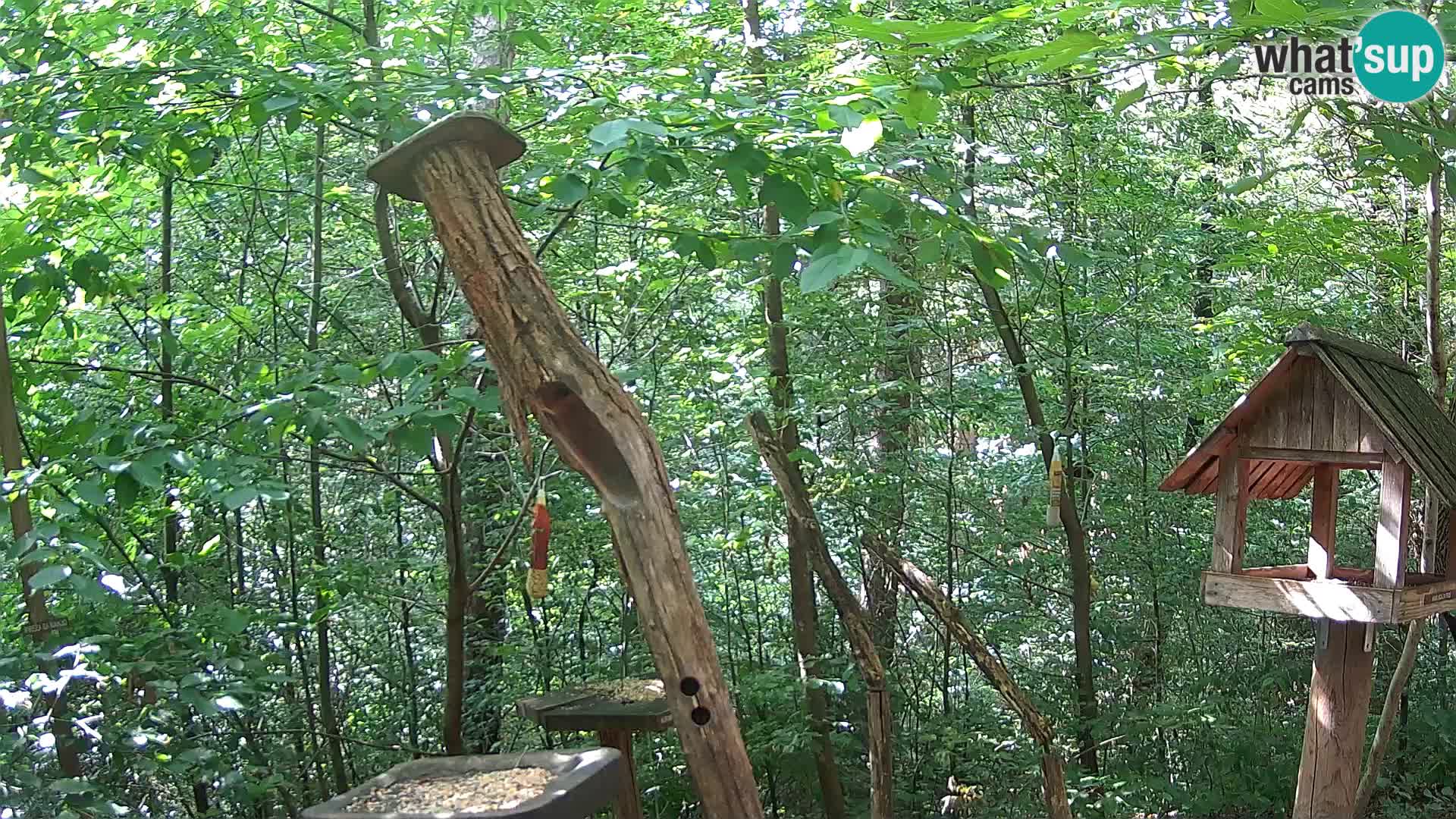 Mangeoires pour oiseaux au ZOO live webcam Ljubljana