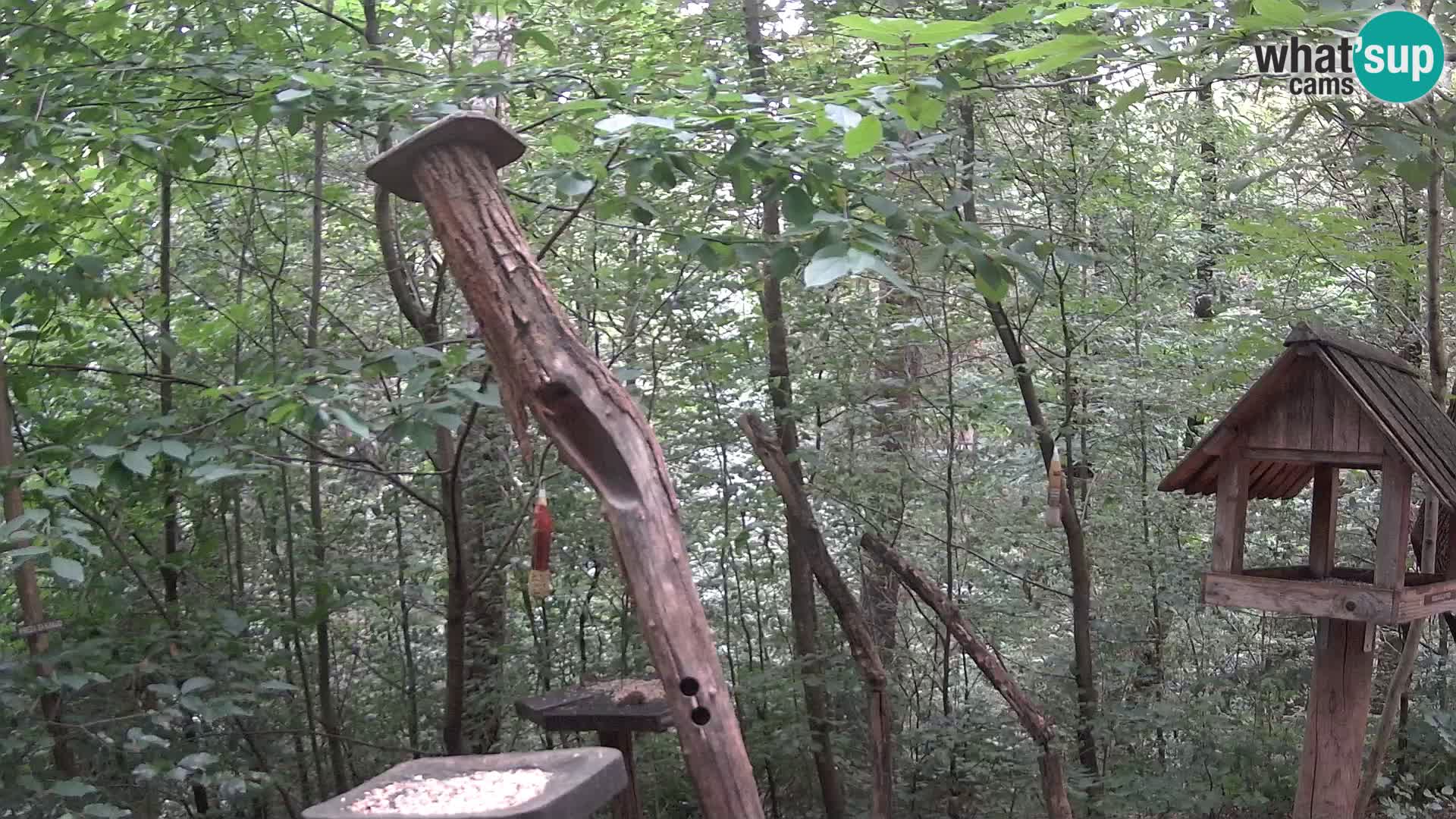 Krmilnice za ptiče v ZOO Ljubljana spletna kamera