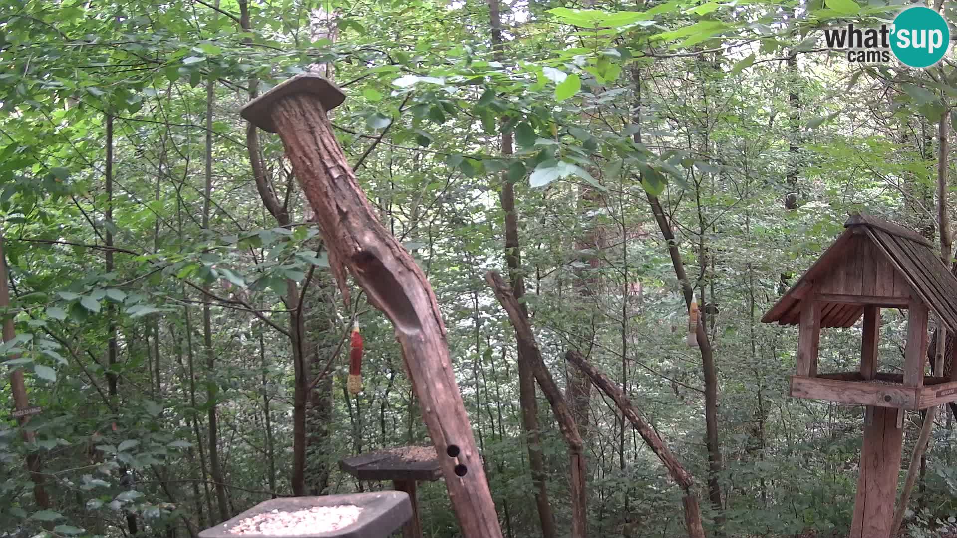 Mangiatoie per uccelli allo ZOO di Lubiana livecam