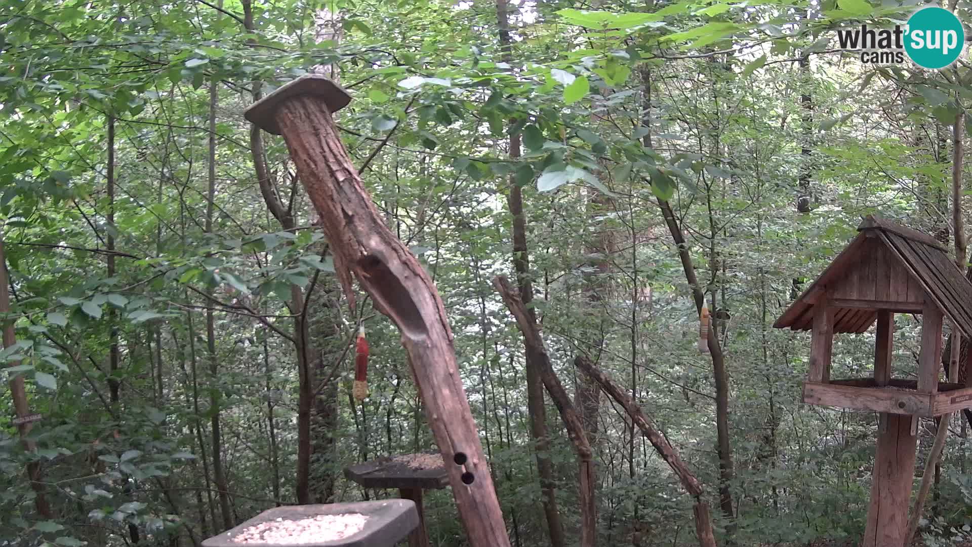 Comederos para pájaros en ZOO Ljubljana camera en vivo