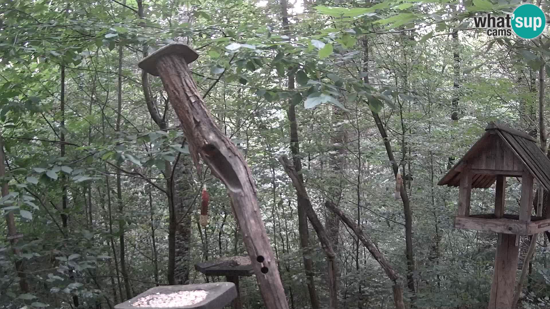 Comederos para pájaros en ZOO Ljubljana camera en vivo