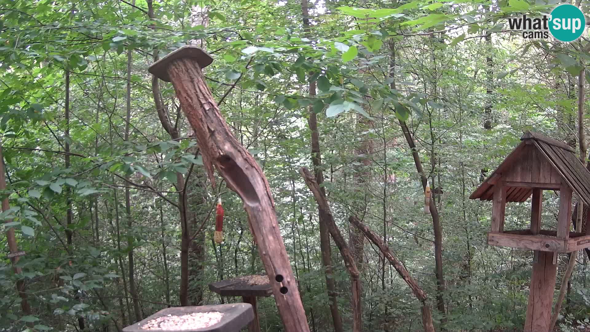 Mangeoires pour oiseaux au ZOO live webcam Ljubljana