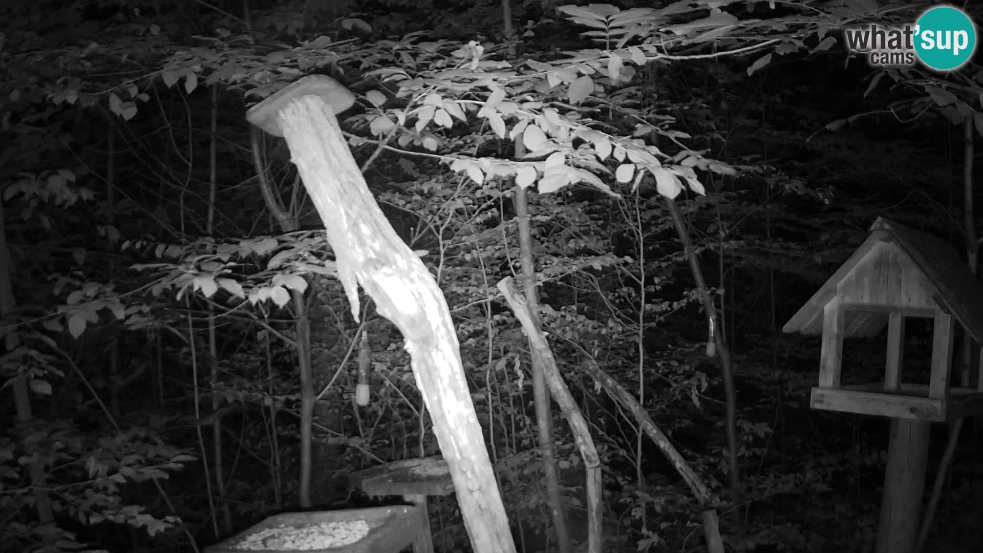 Bird feeders at ZOO Ljubljana webcam