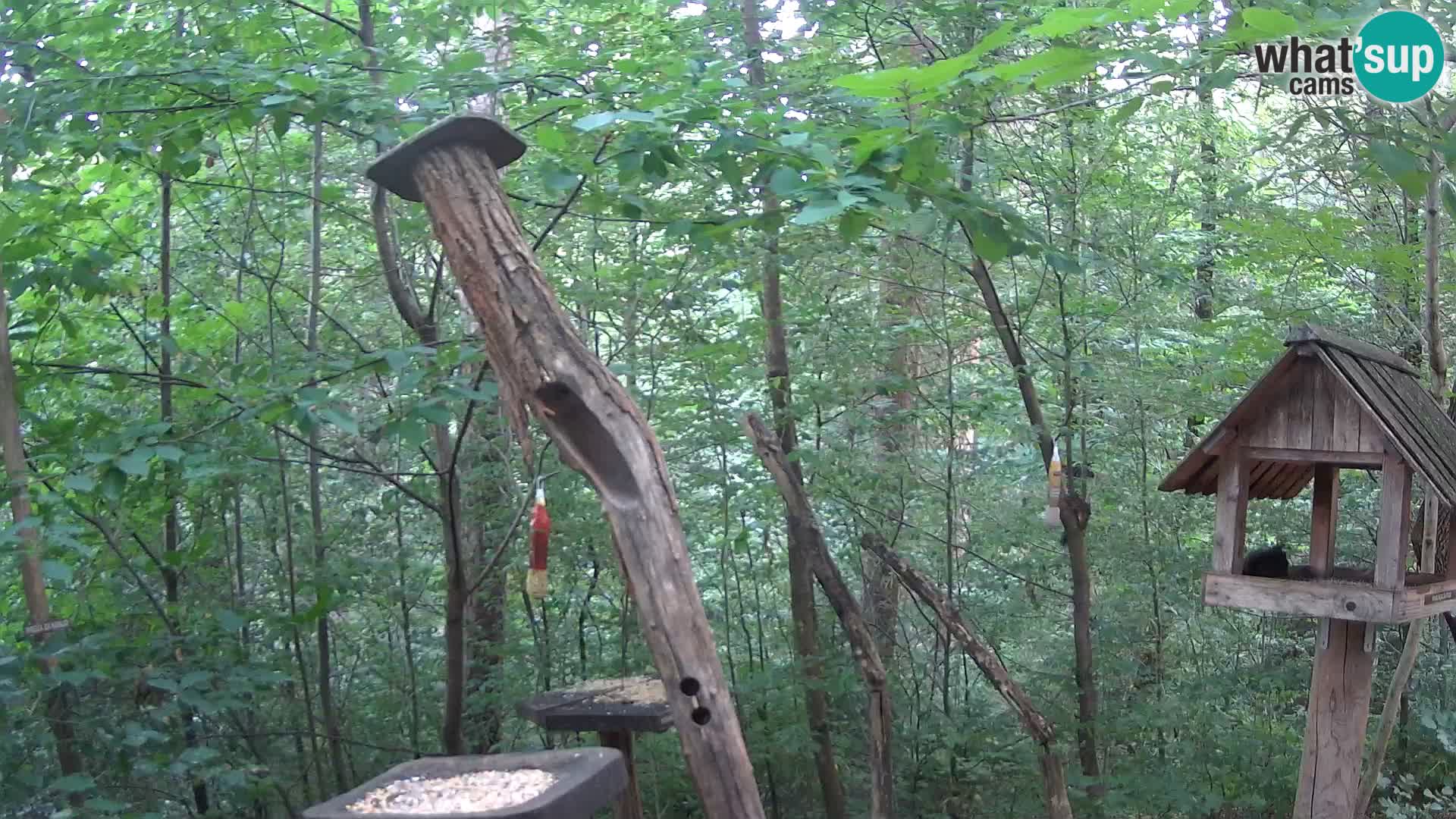 Mangeoires pour oiseaux au ZOO live webcam Ljubljana