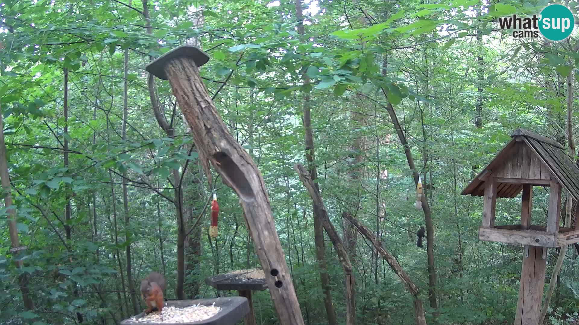 Mangeoires pour oiseaux au ZOO live webcam Ljubljana