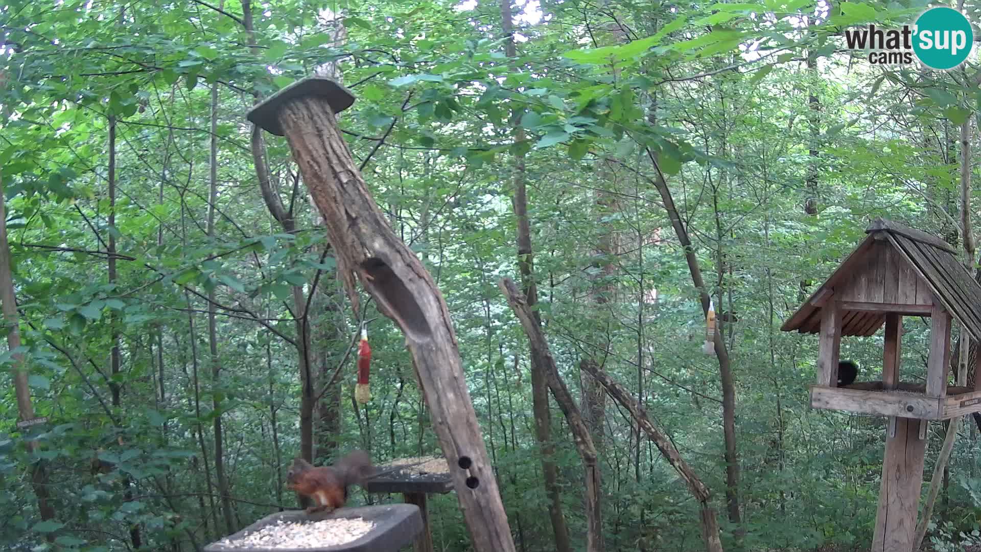 Vogelfutterhäuschen im ZOO webcam Ljubljana