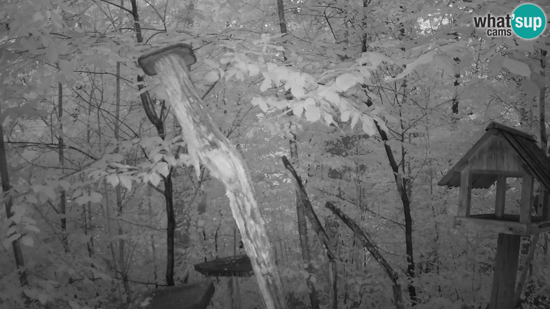 Vogelfutterhäuschen im ZOO webcam Ljubljana