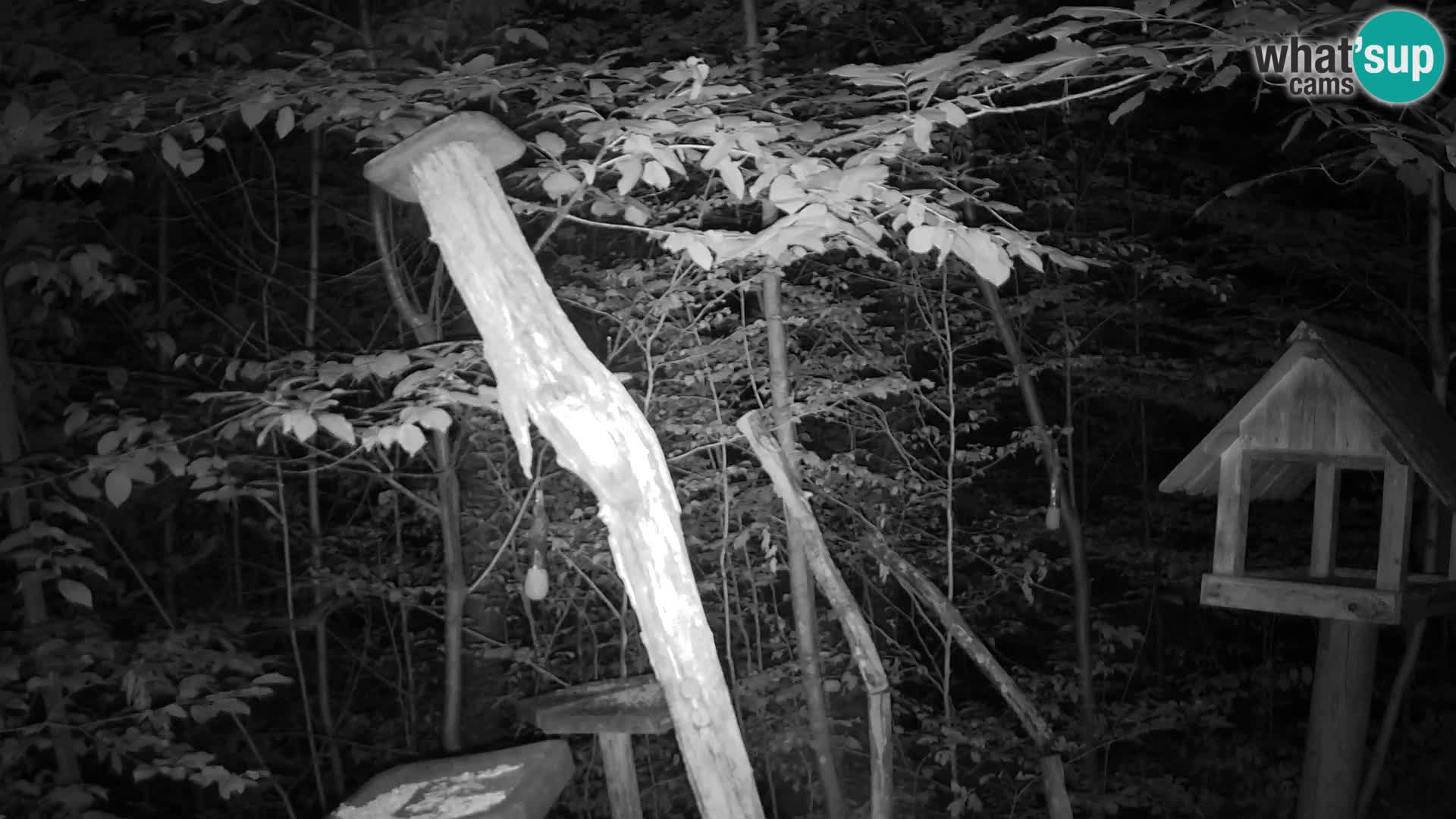 Bird feeders at ZOO Ljubljana webcam