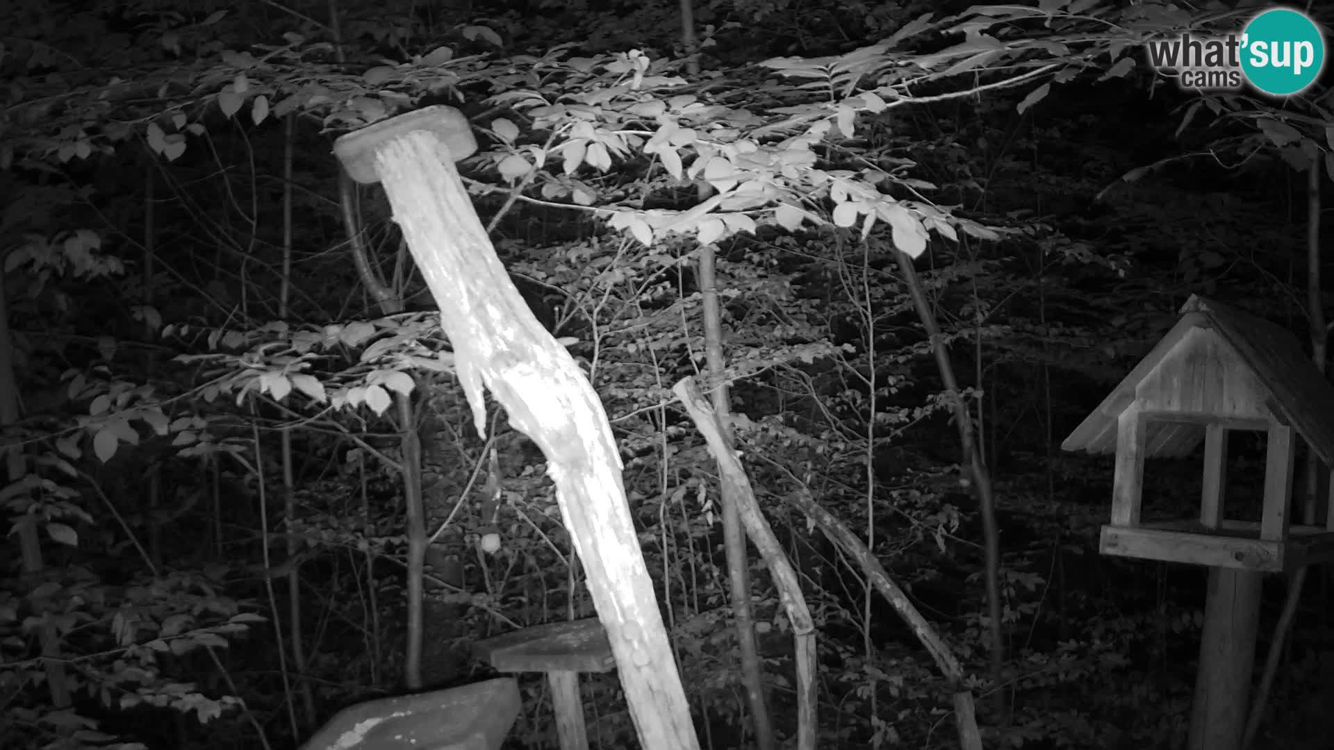 Mangiatoie per uccelli allo ZOO di Lubiana livecam
