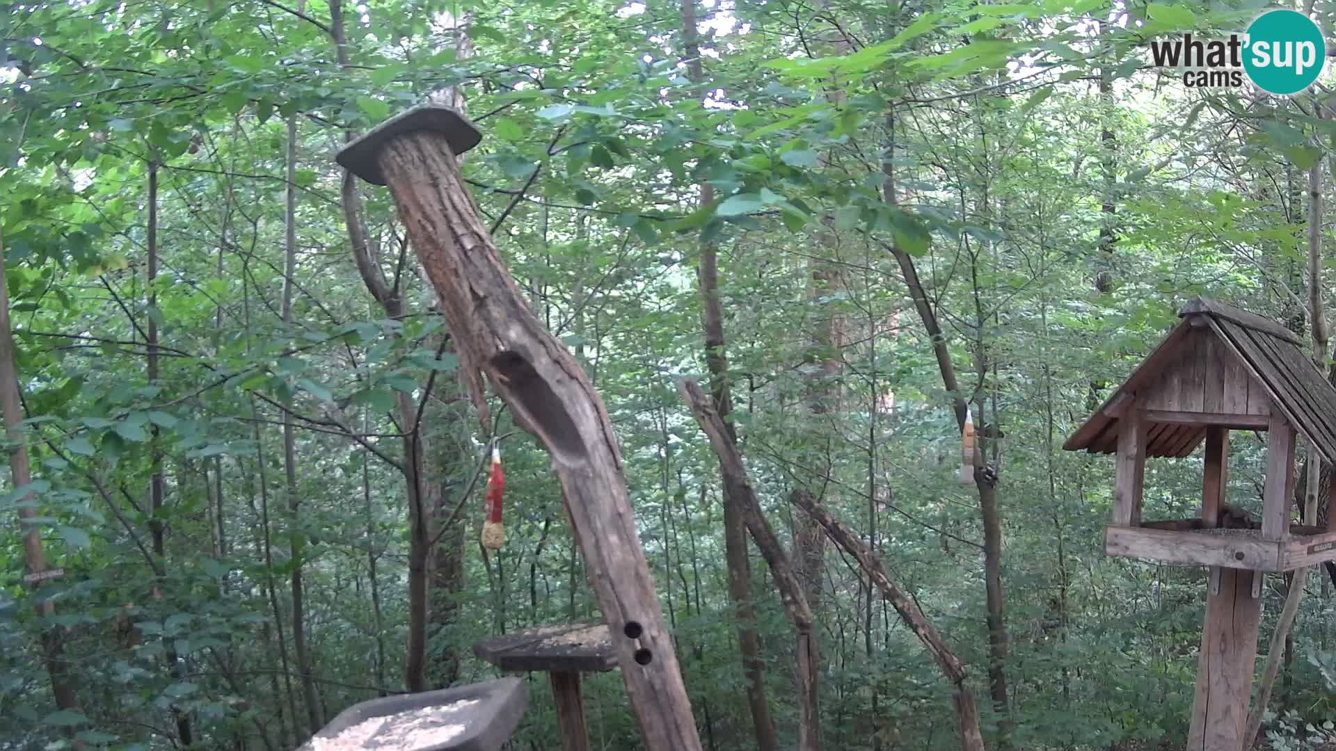 Hranilice za ptice u ZOO web kamera Ljubljana