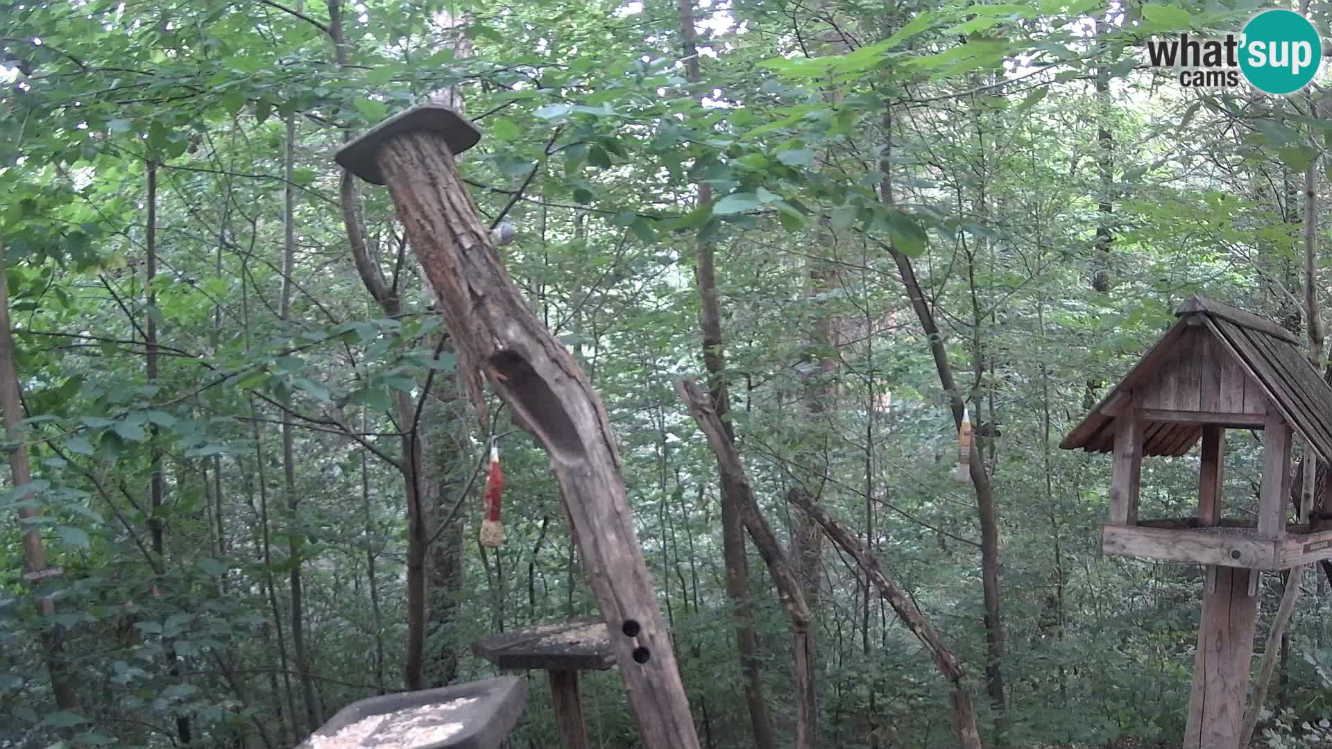 Mangeoires pour oiseaux au ZOO live webcam Ljubljana