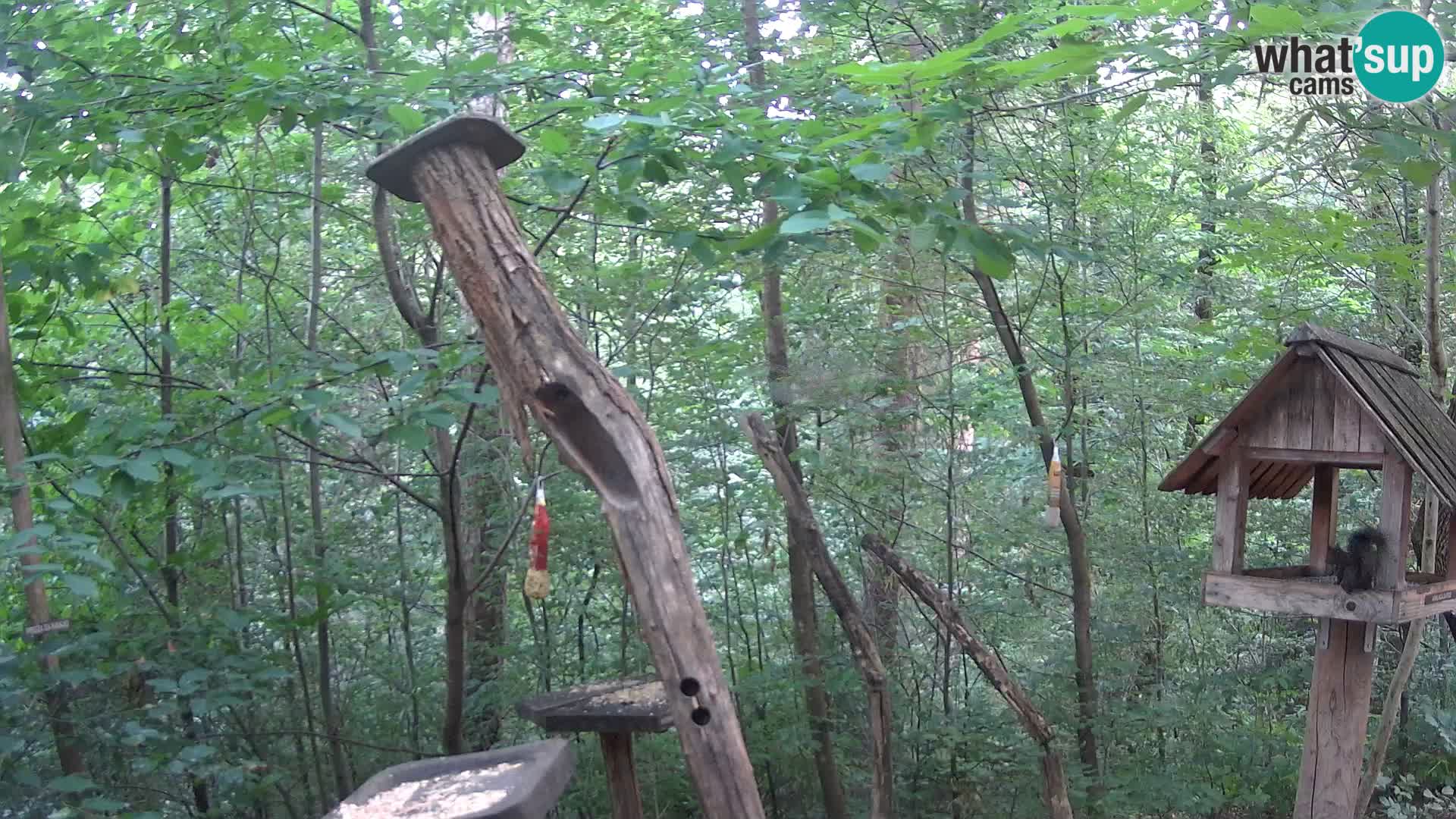Hranilice za ptice u ZOO web kamera Ljubljana