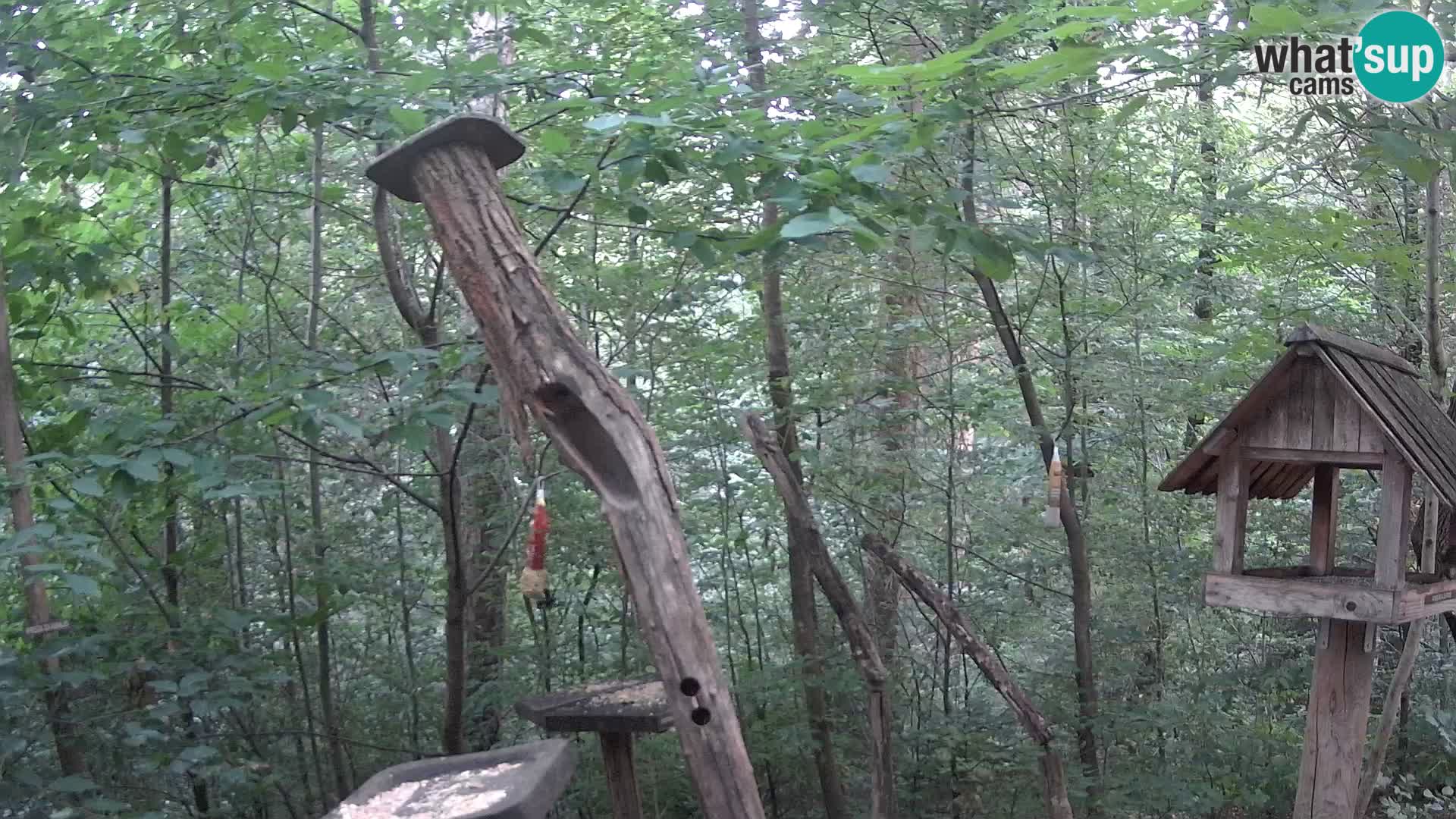 Krmilnice za ptiče v ZOO Ljubljana spletna kamera