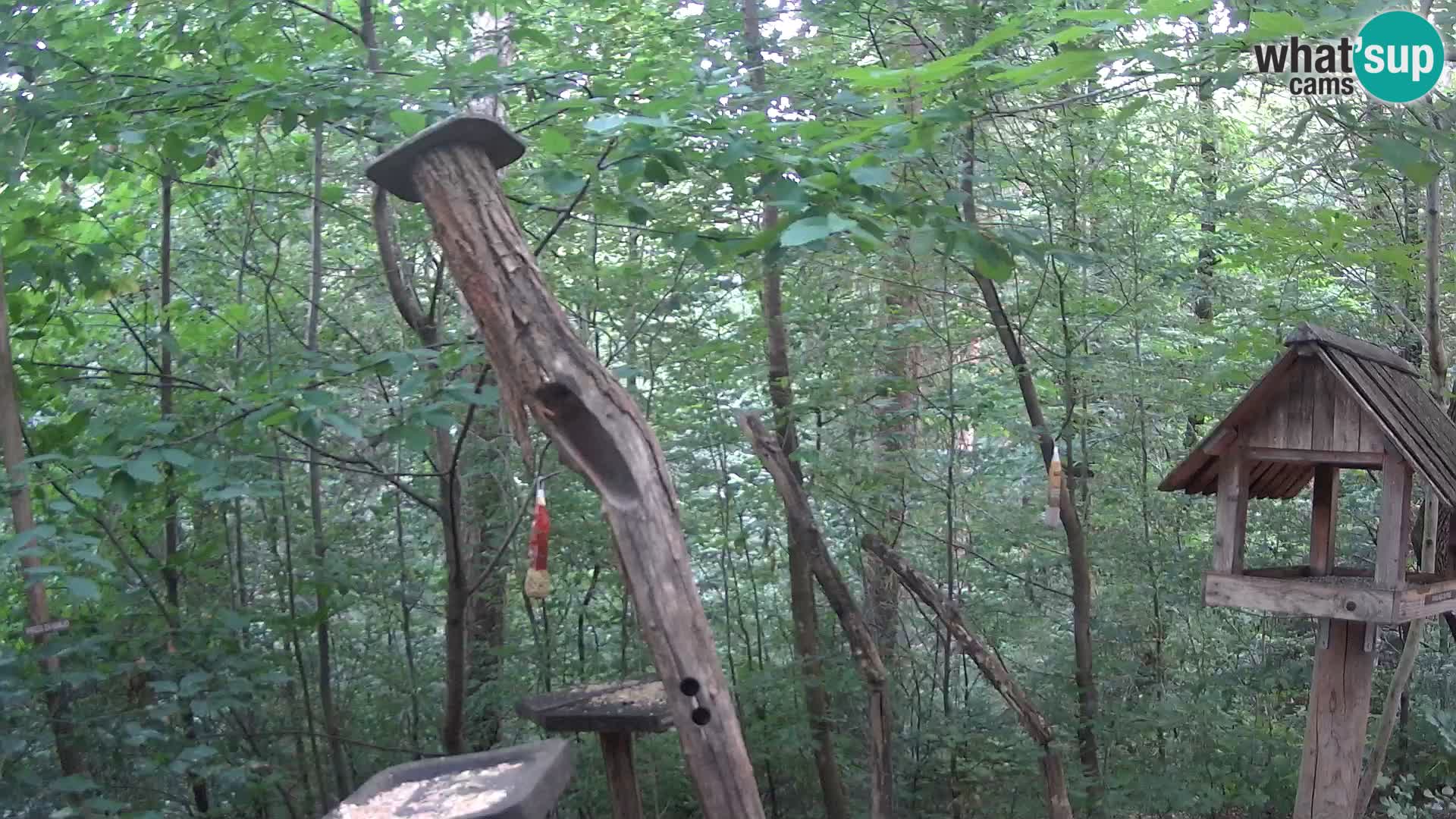 Bird feeders at ZOO Ljubljana webcam