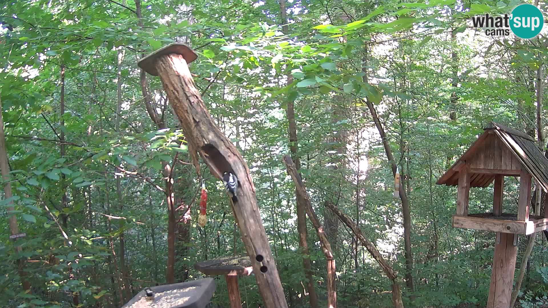 Krmilnice za ptiče v ZOO Ljubljana spletna kamera