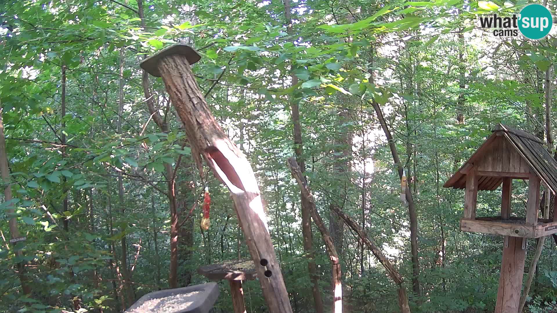 Krmilnice za ptiče v ZOO Ljubljana spletna kamera