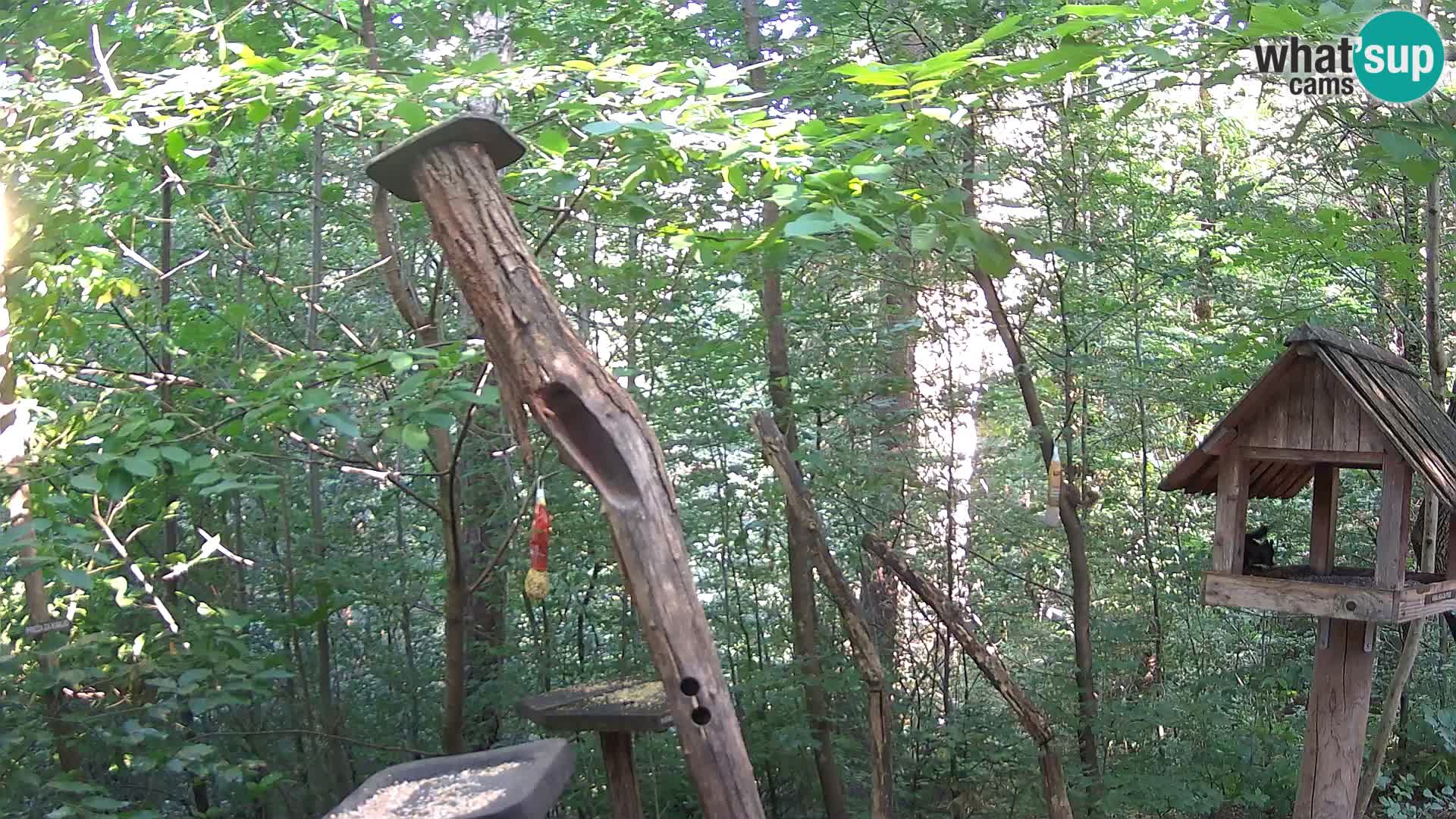 Mangeoires pour oiseaux au ZOO live webcam Ljubljana
