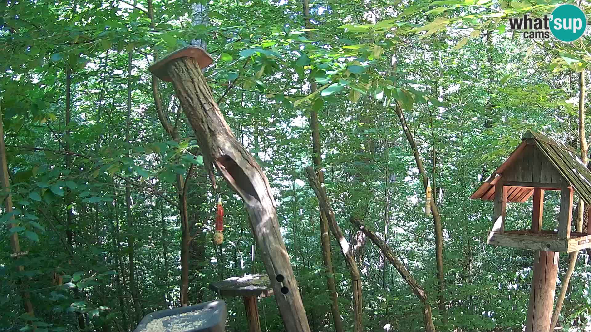 Mangeoires pour oiseaux au ZOO live webcam Ljubljana