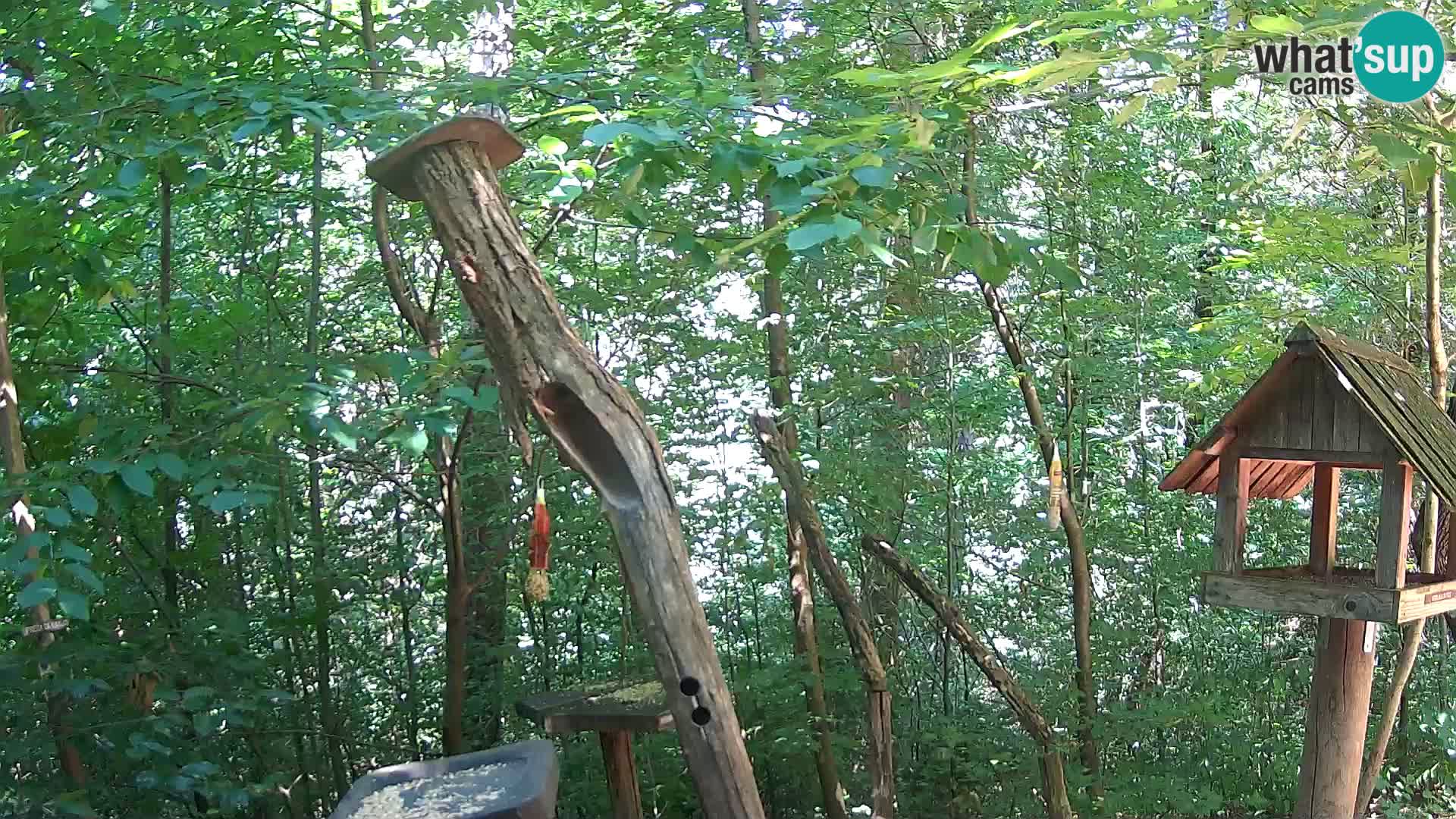 Bird feeders at ZOO Ljubljana webcam