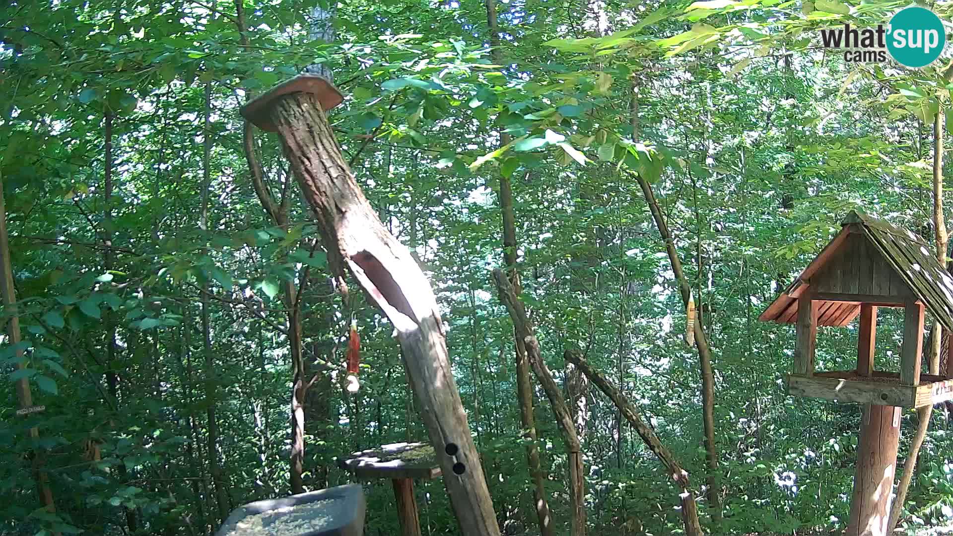 Bird feeders at ZOO Ljubljana webcam