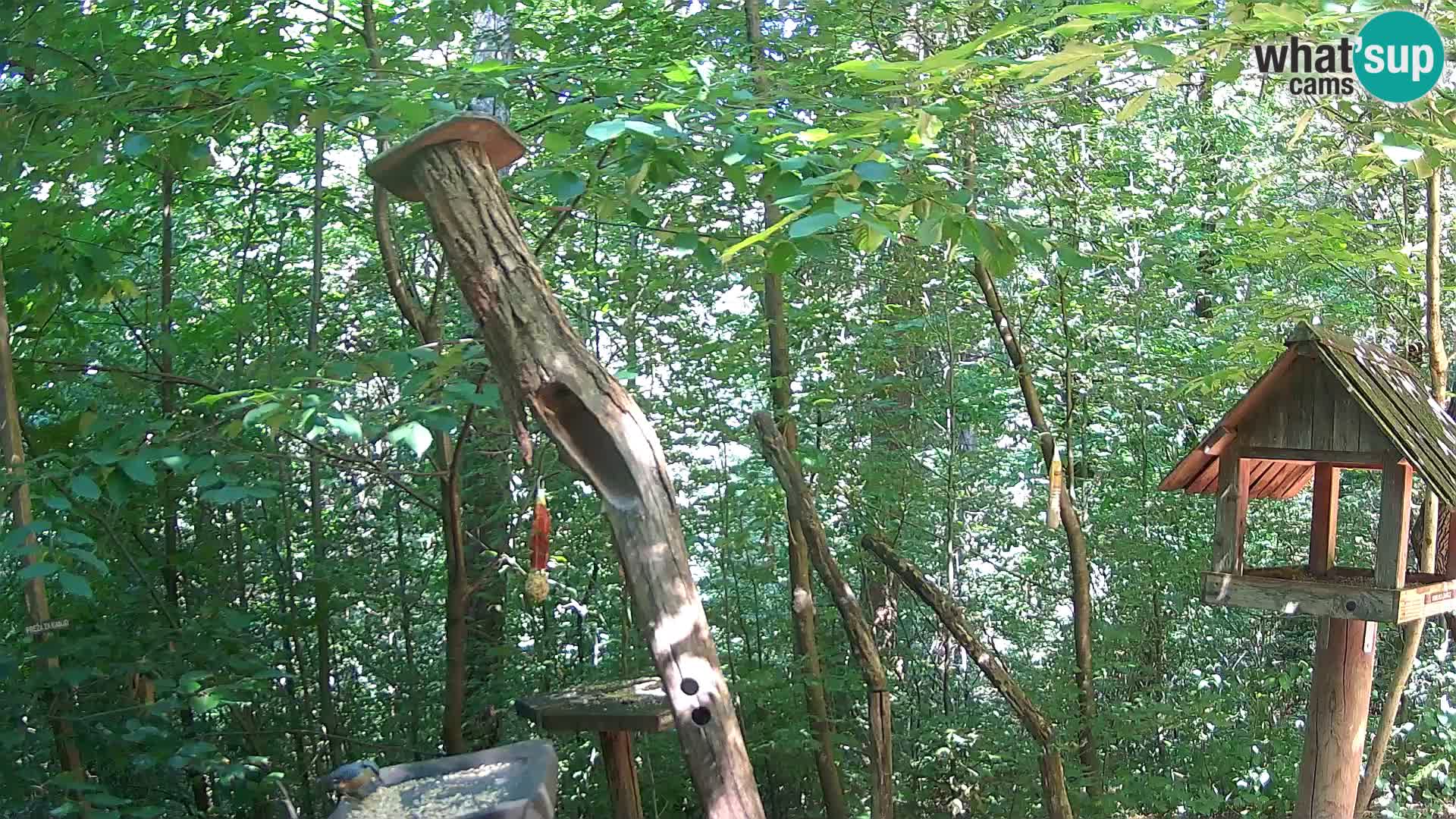 Krmilnice za ptiče v ZOO Ljubljana spletna kamera
