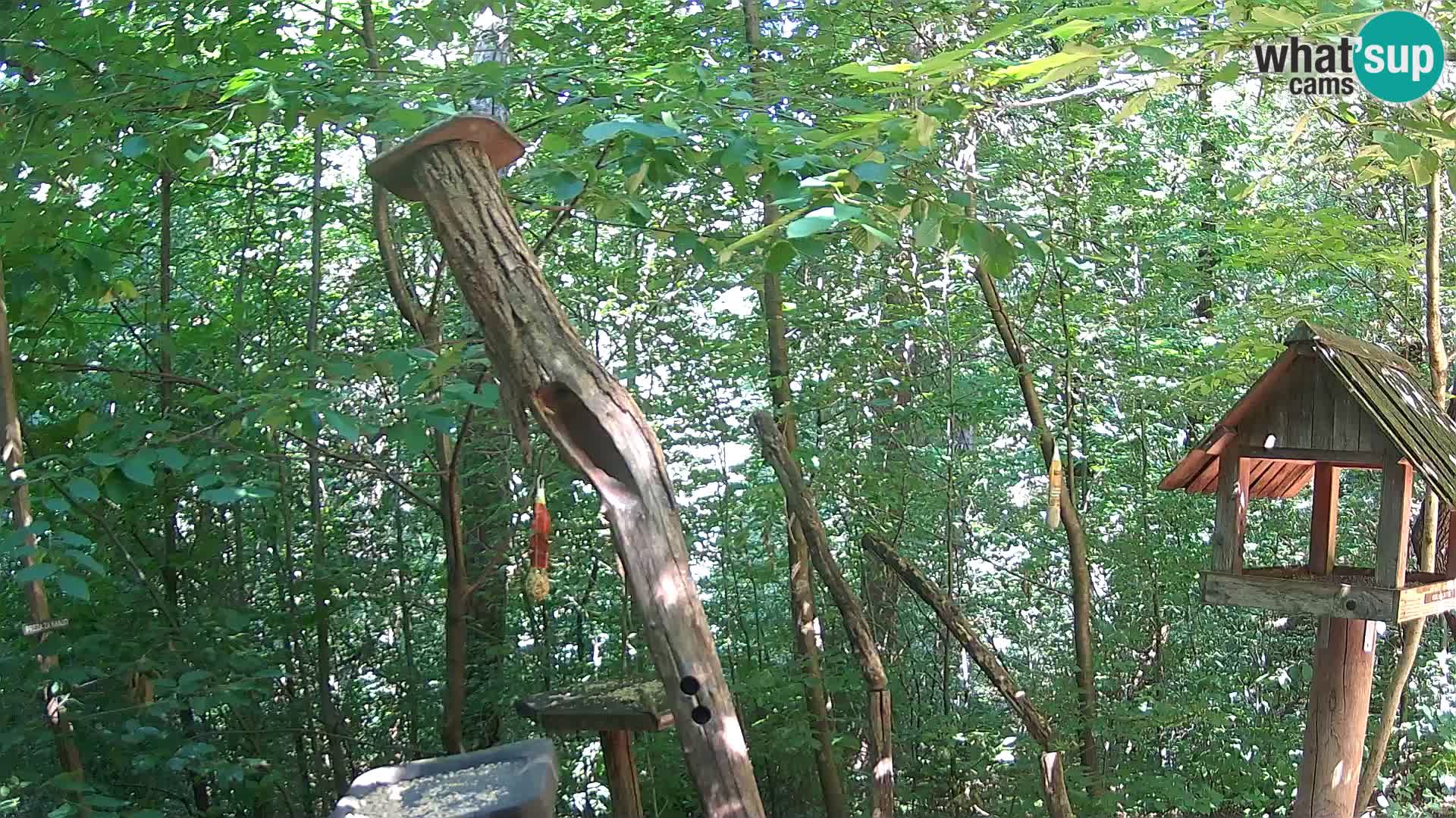 Mangeoires pour oiseaux au ZOO live webcam Ljubljana