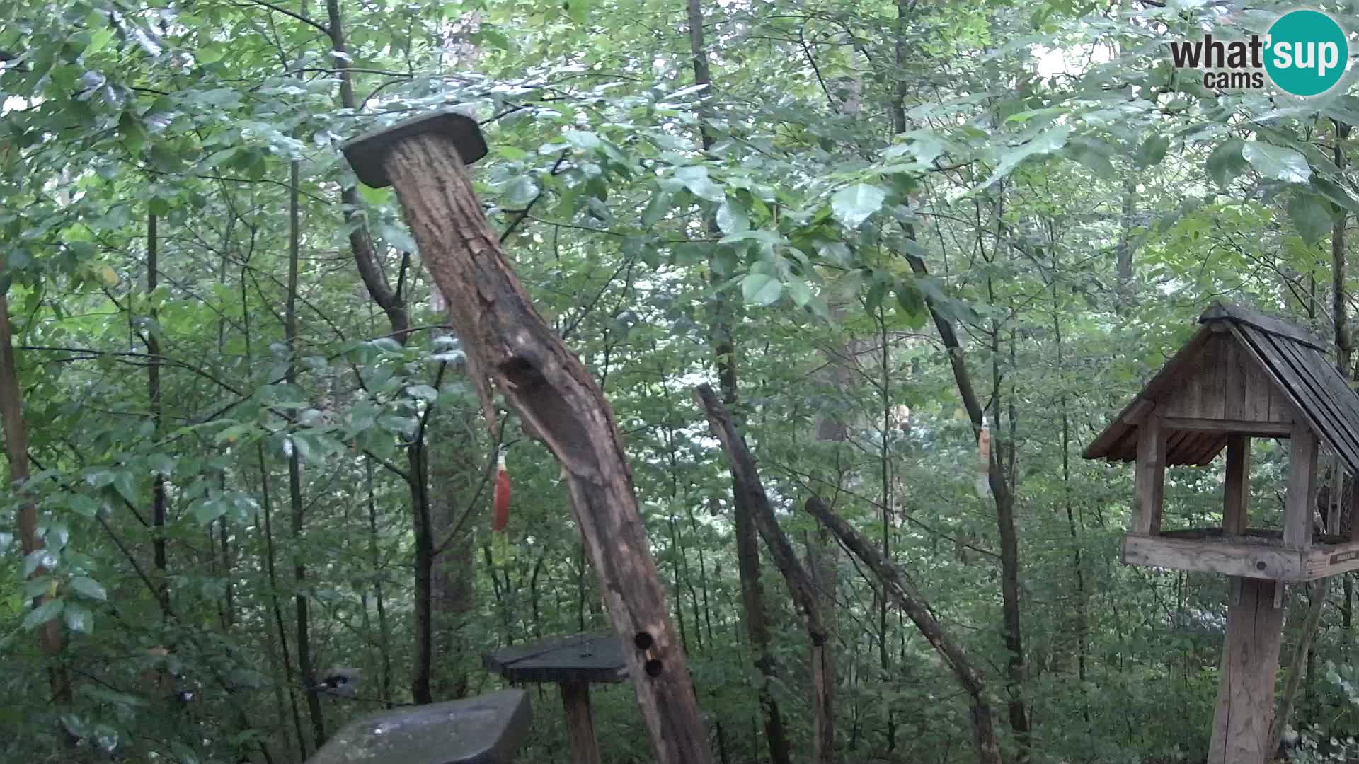 Comederos para pájaros en ZOO Ljubljana camera en vivo