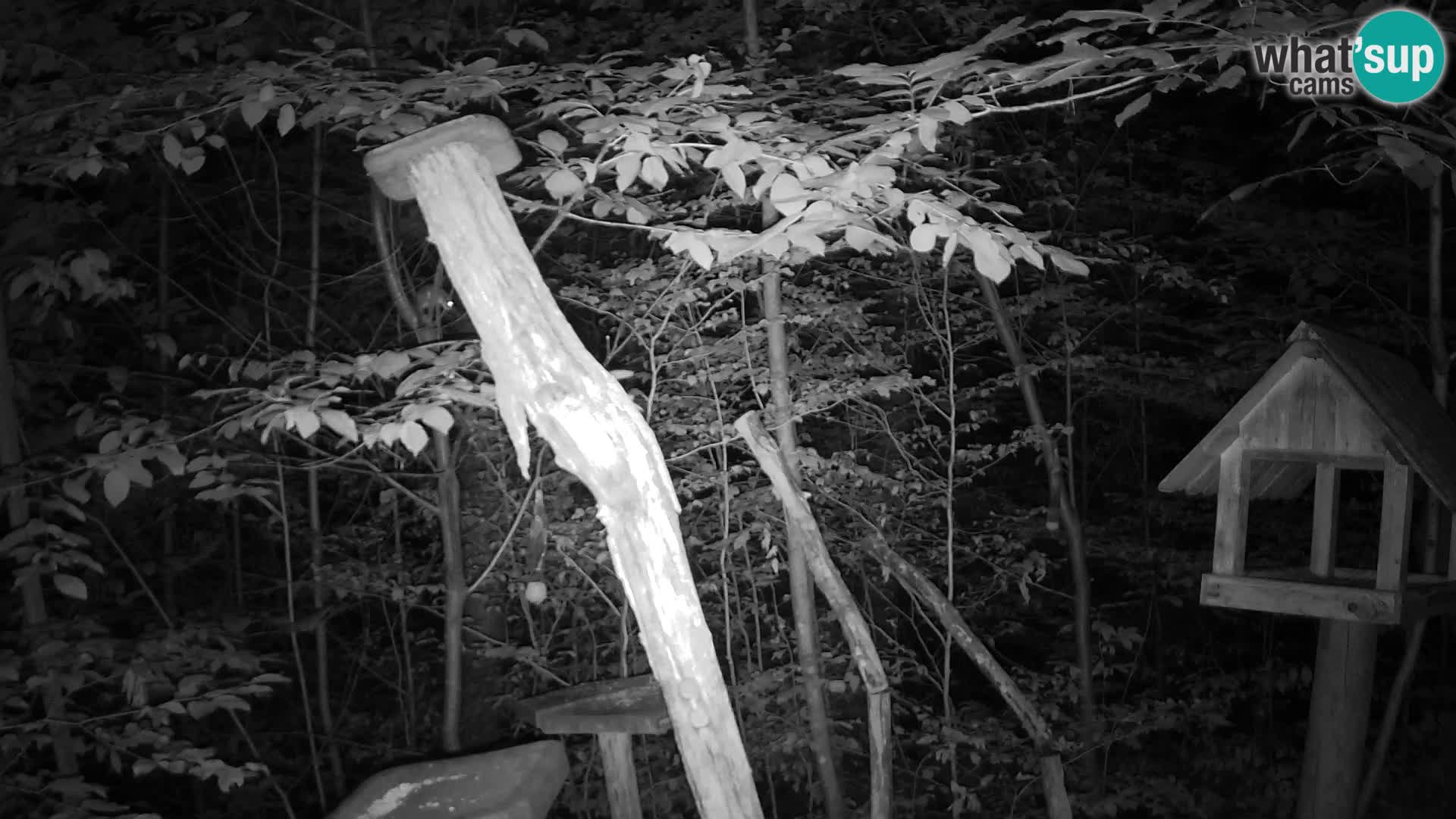 Bird feeders at ZOO Ljubljana webcam
