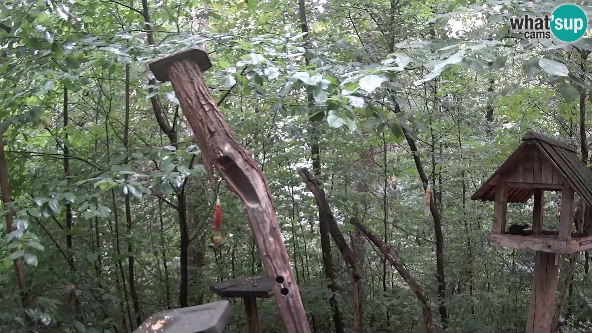 Krmilnice za ptiče v ZOO Ljubljana spletna kamera