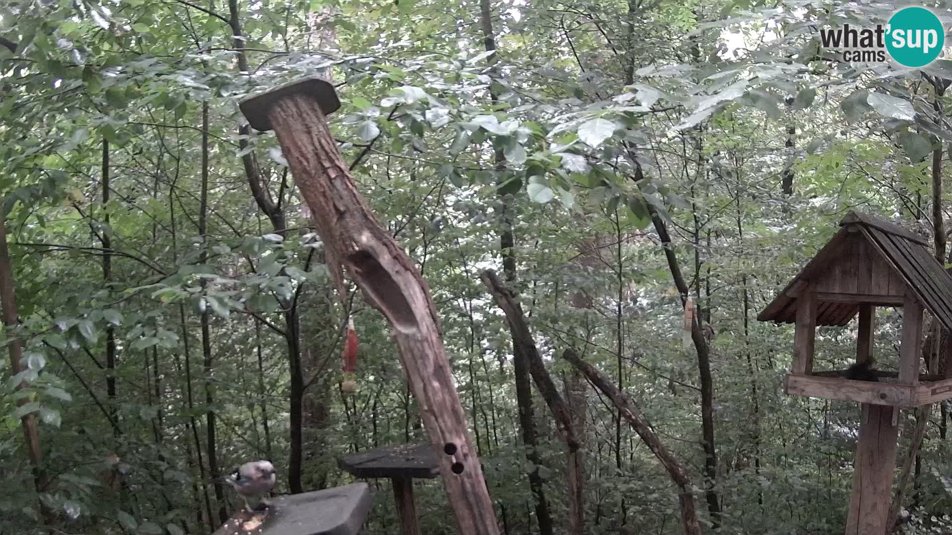 Bird feeders at ZOO Ljubljana webcam
