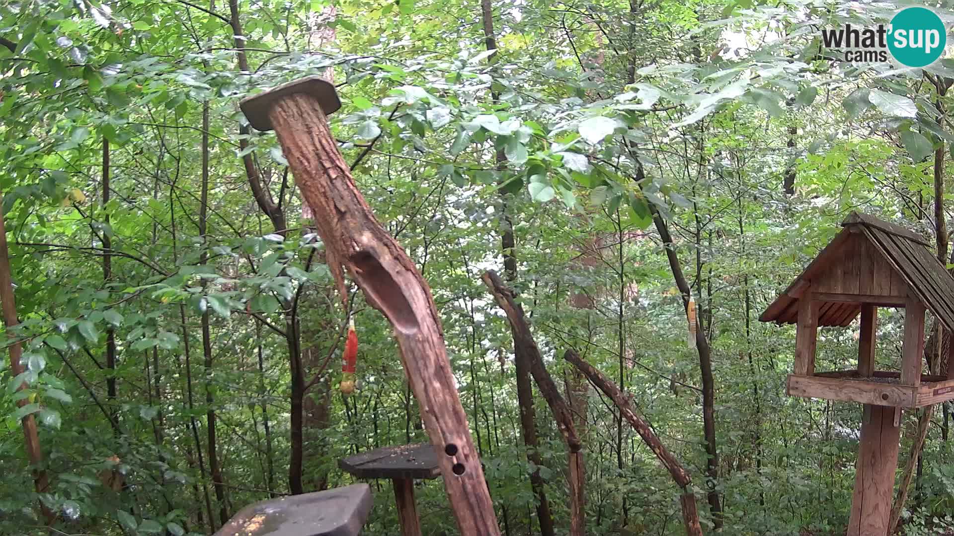 Krmilnice za ptiče v ZOO Ljubljana spletna kamera