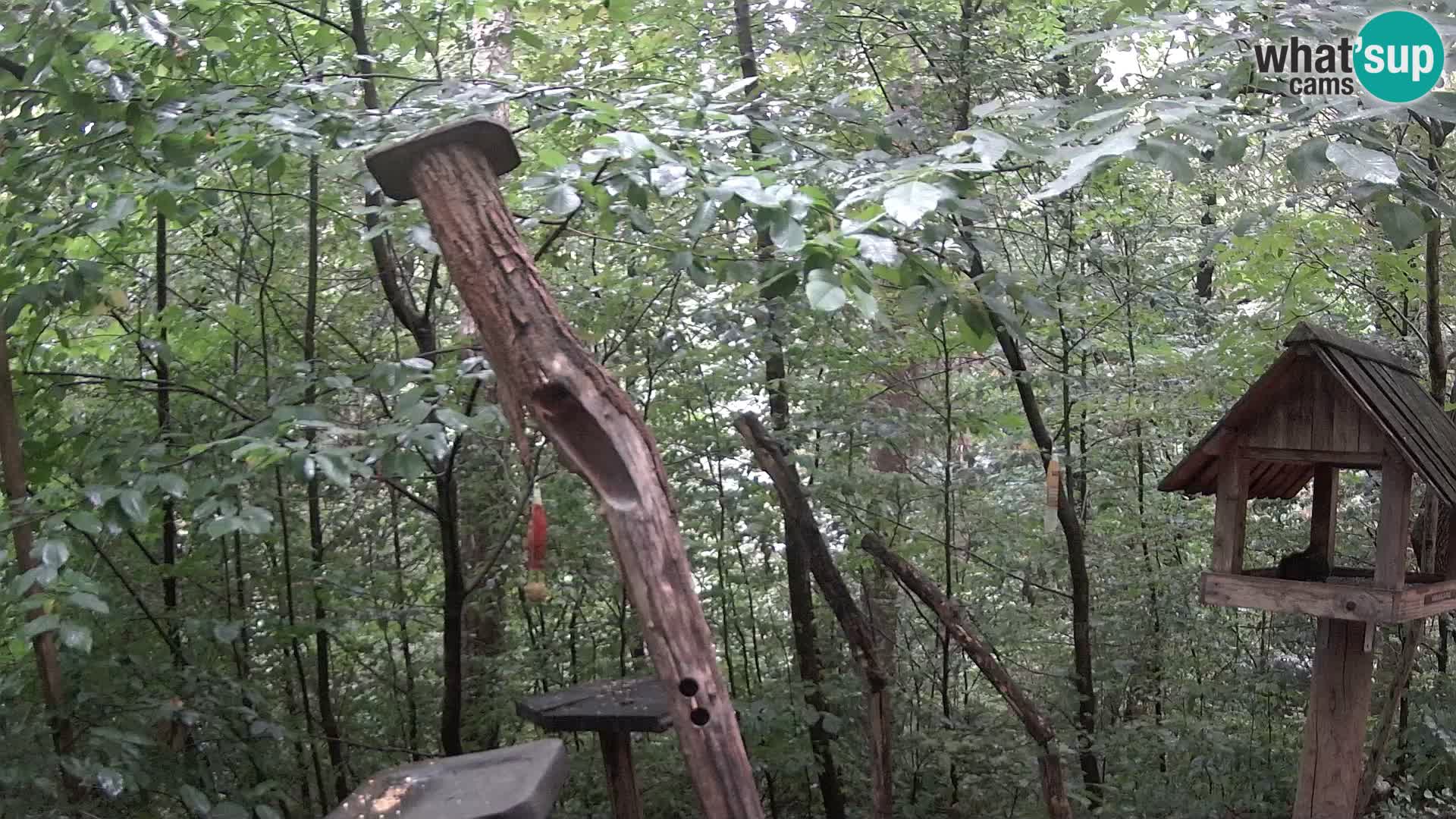 Bird feeders at ZOO Ljubljana webcam