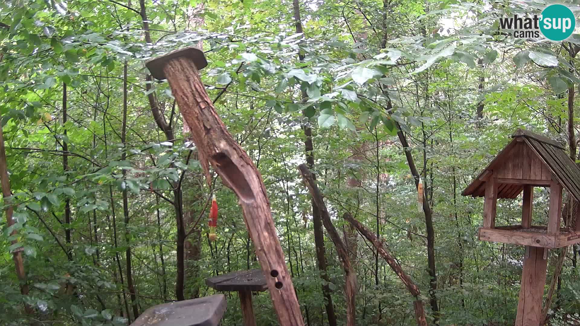 Mangiatoie per uccelli allo ZOO di Lubiana livecam