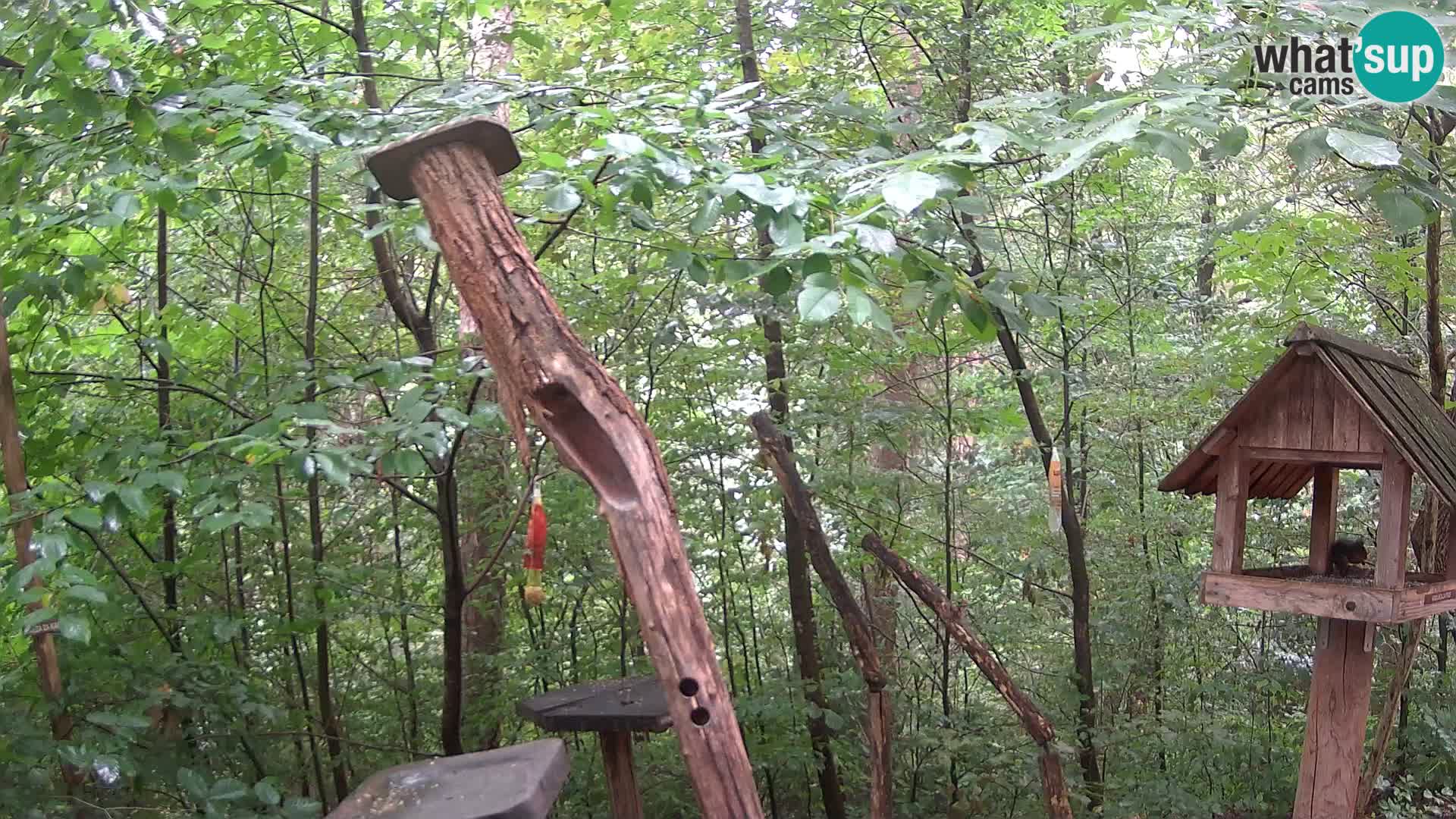Mangeoires pour oiseaux au ZOO live webcam Ljubljana