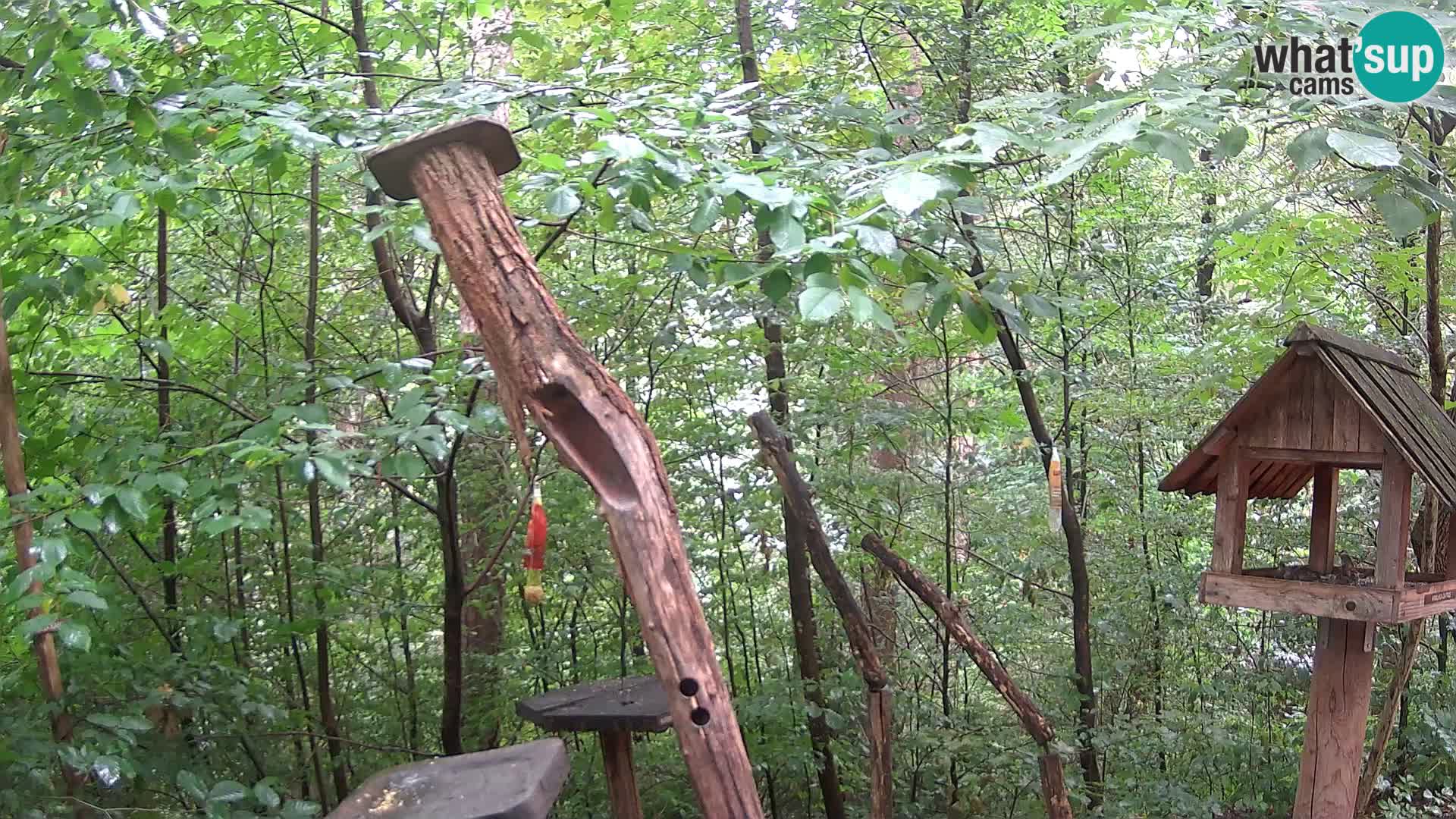 Krmilnice za ptiče v ZOO Ljubljana spletna kamera