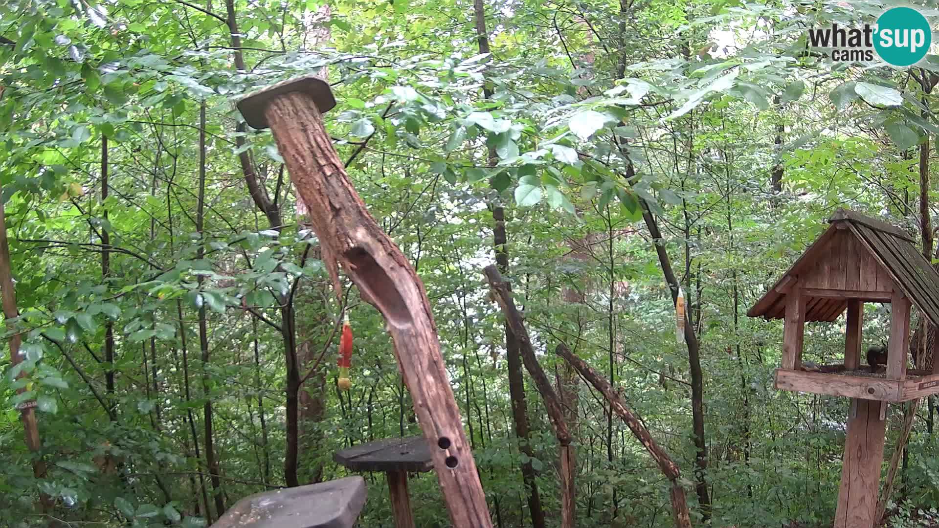 Comederos para pájaros en ZOO Ljubljana camera en vivo