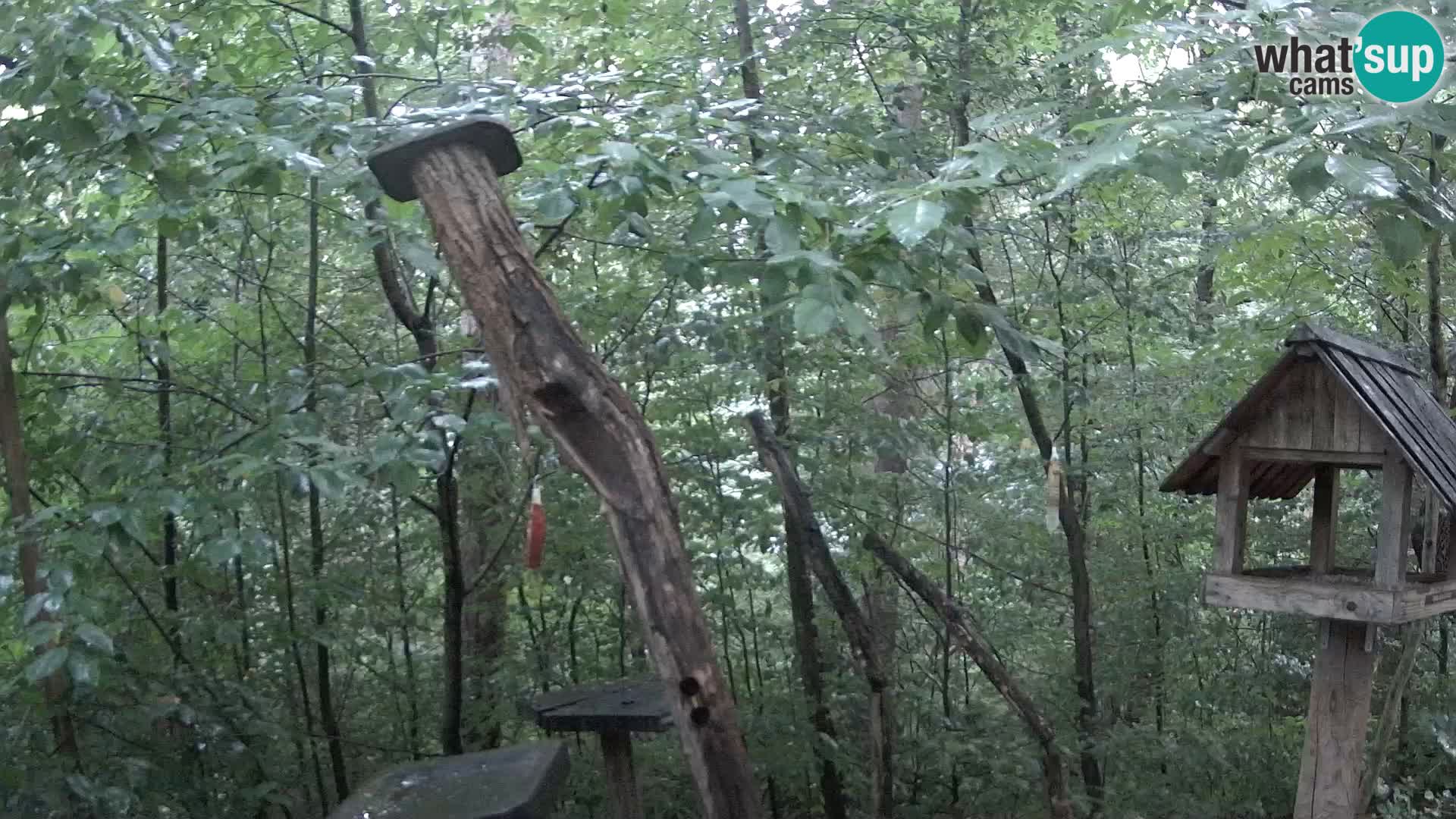 Vogelfutterhäuschen im ZOO webcam Ljubljana