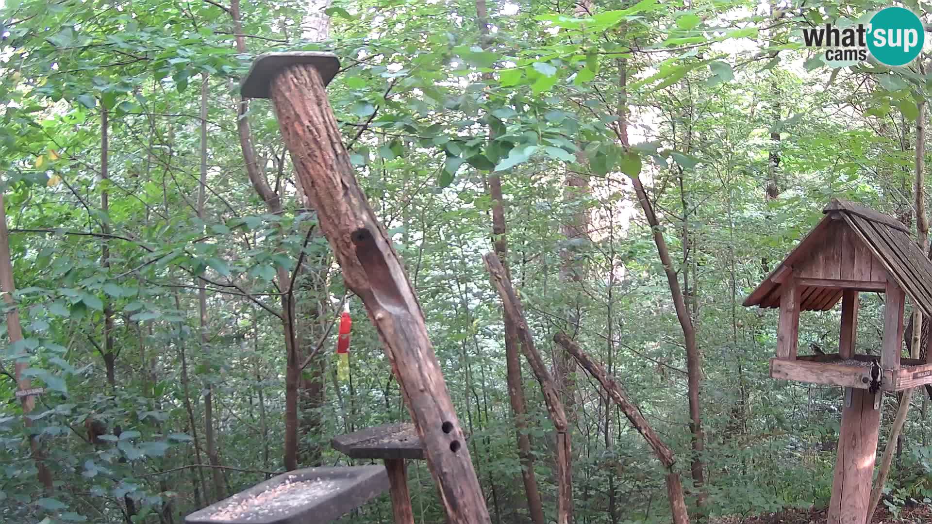 Mangiatoie per uccelli allo ZOO di Lubiana livecam