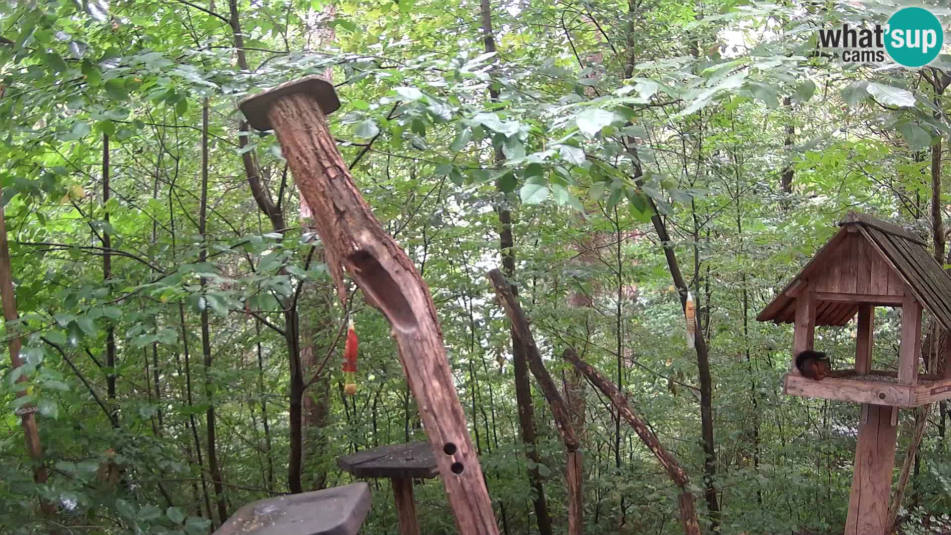 Mangeoires pour oiseaux au ZOO live webcam Ljubljana