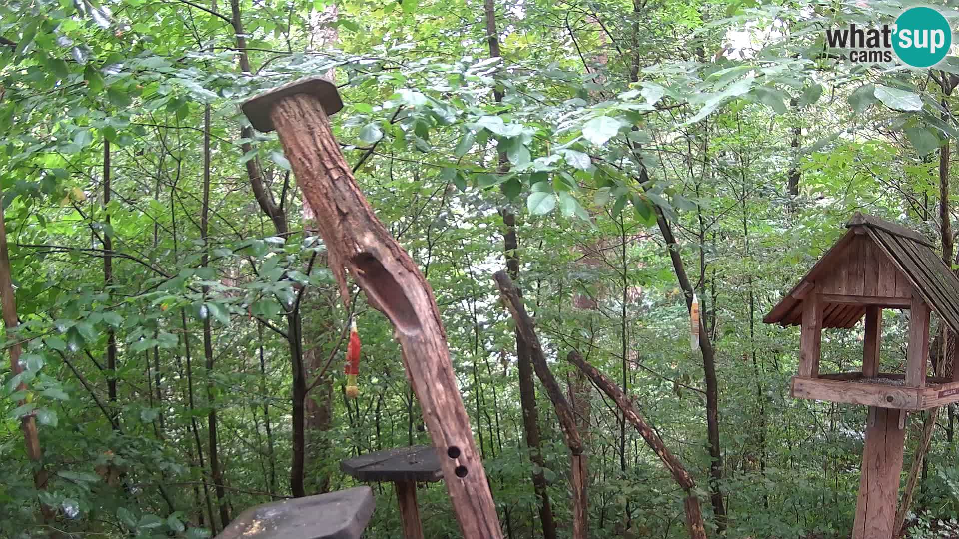 Krmilnice za ptiče v ZOO Ljubljana spletna kamera